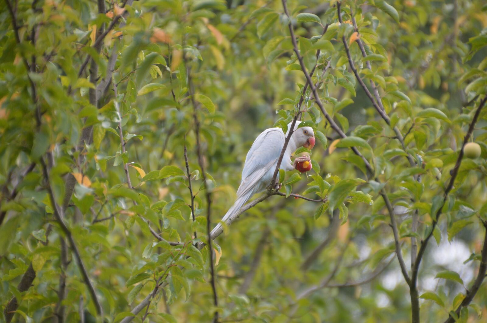 Nikon D3200 sample photo. Perruche, perroquet, bird photography
