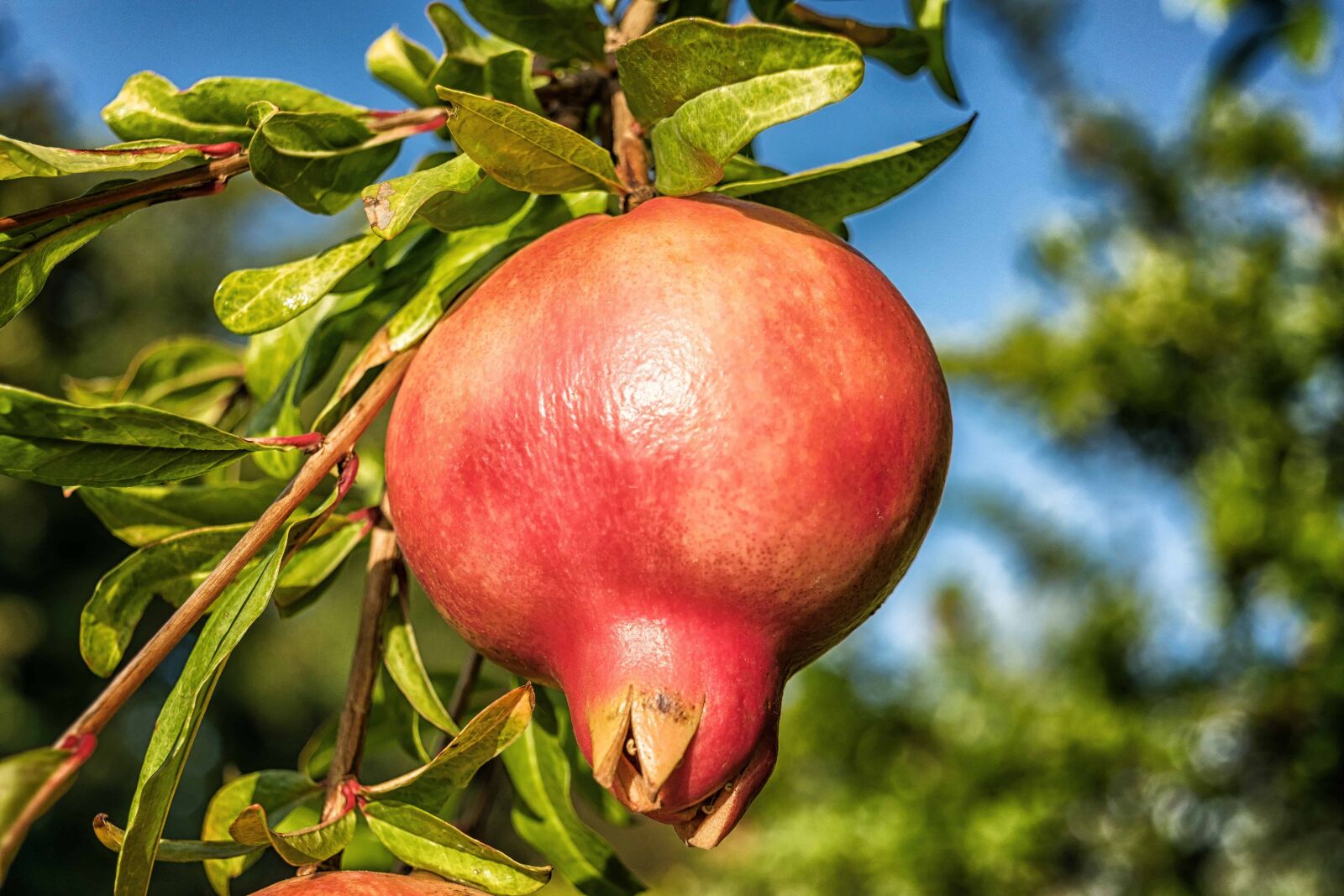 Nikon D3300 sample photo. Pomegranate, food, garden, organic photography