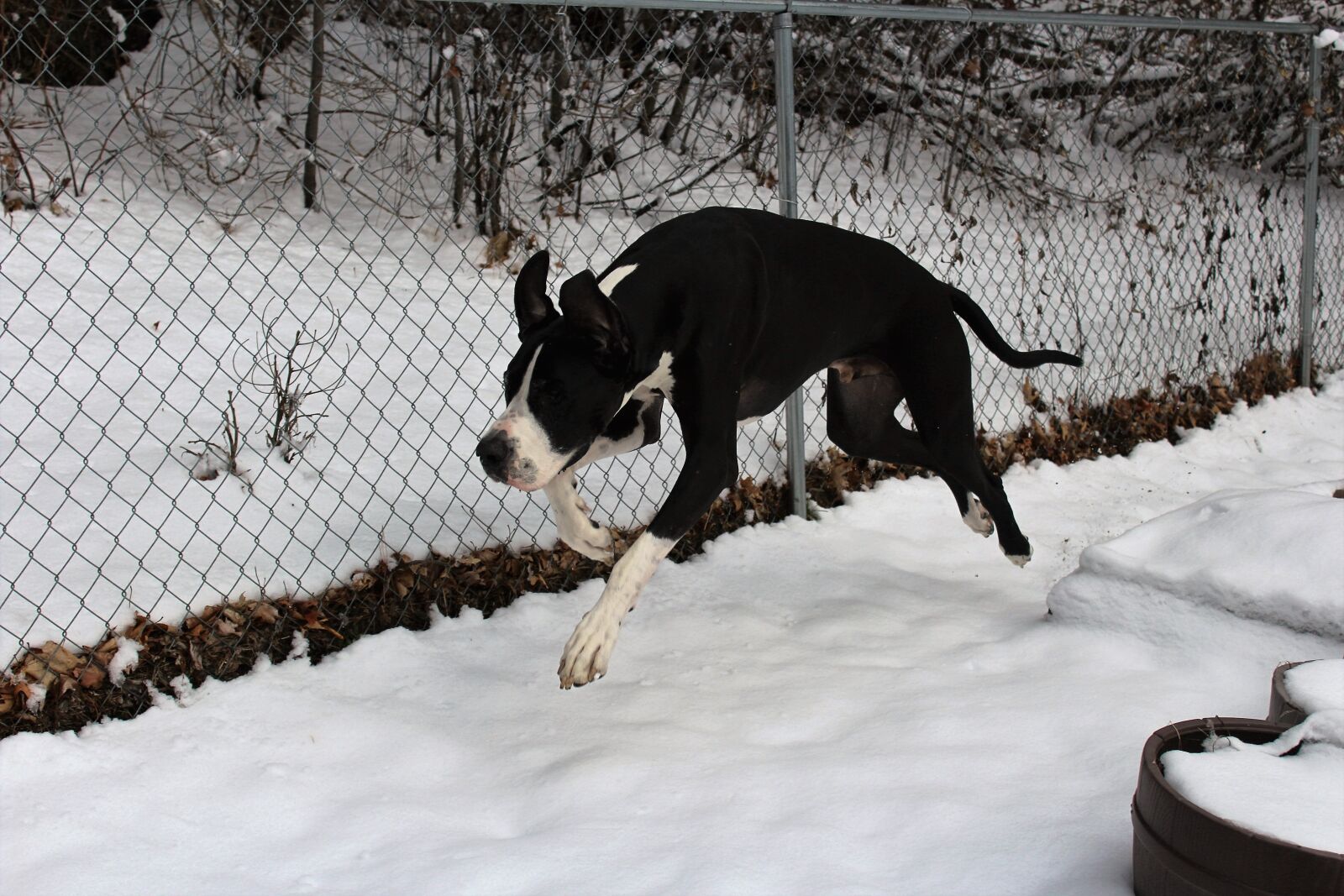Canon EOS 1200D (EOS Rebel T5 / EOS Kiss X70 / EOS Hi) sample photo. Action, shot, dog, great photography