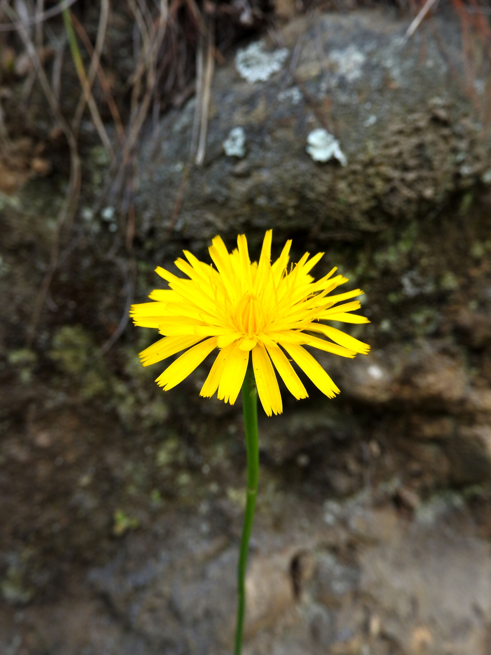 Nikon Coolpix P610 sample photo. Jungle, flower photography