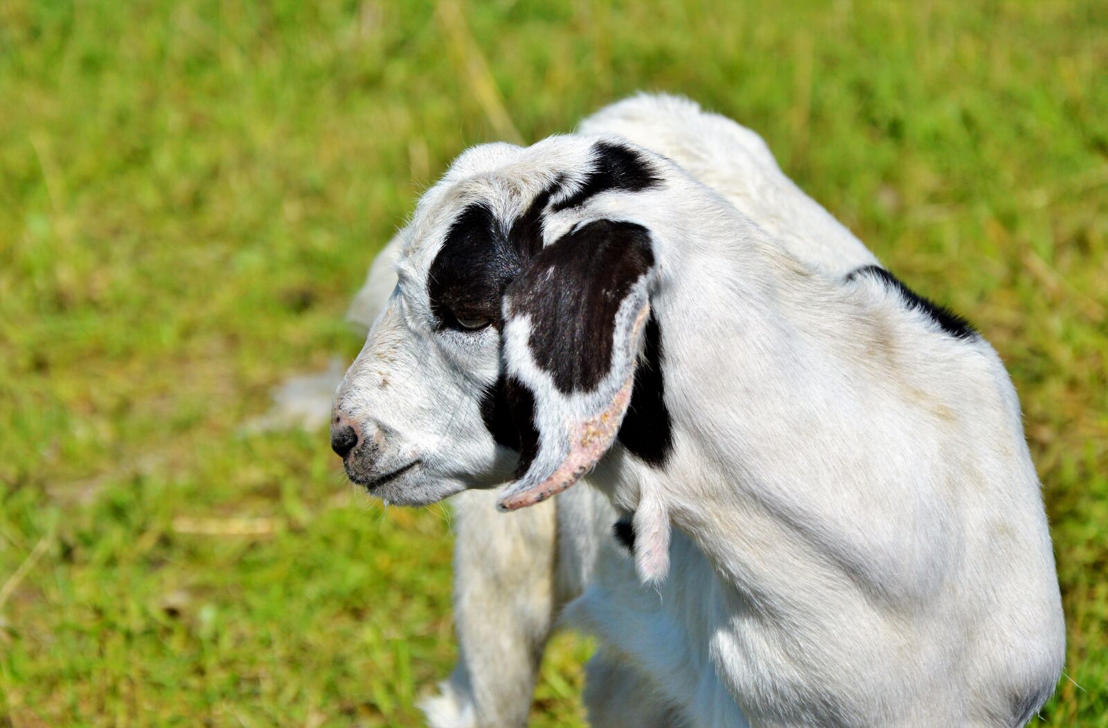 Nikon D3200 sample photo. Goat, prima donna, geiss photography