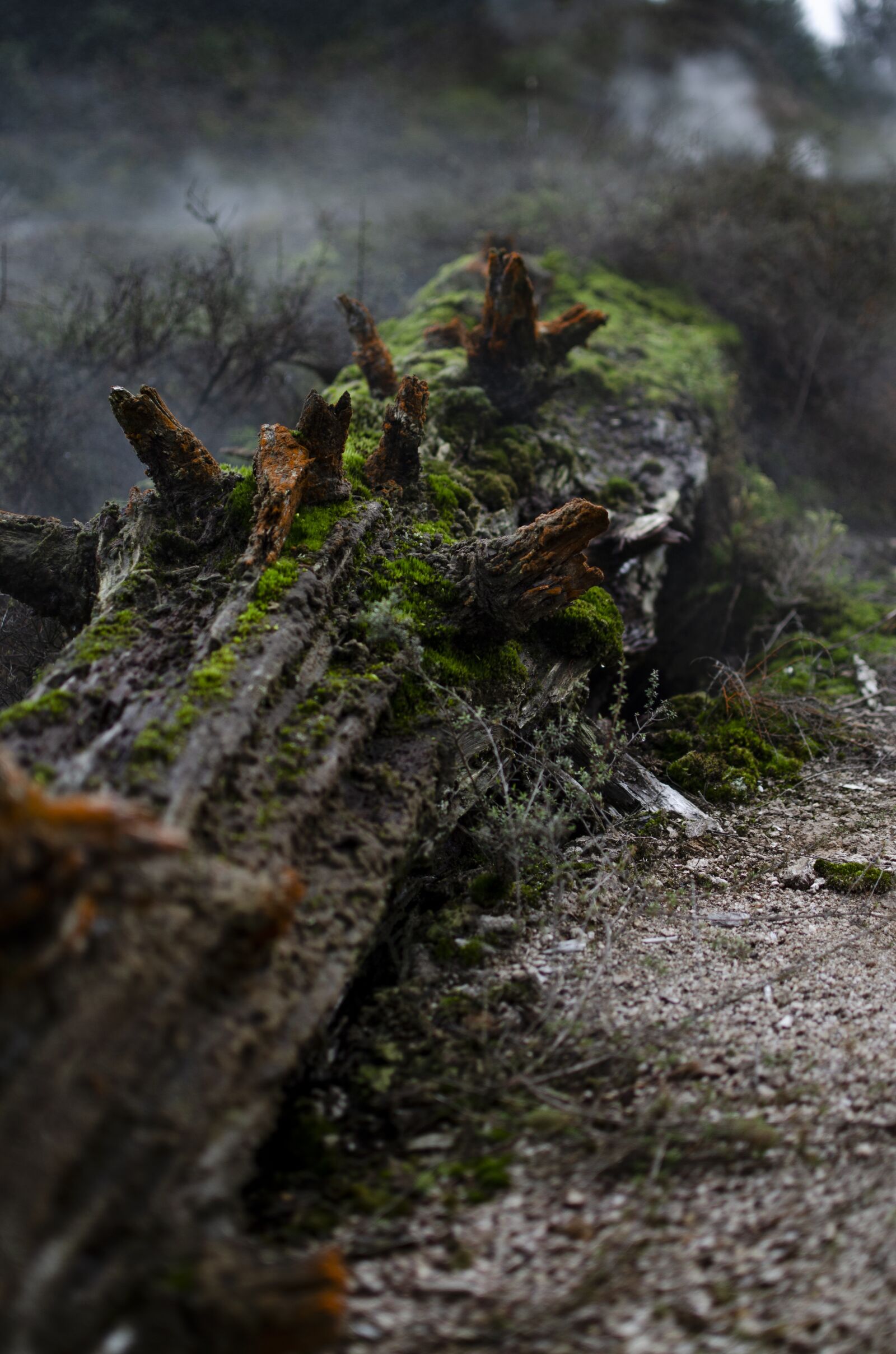 Nikon D5100 sample photo. Mossy log, dead log photography