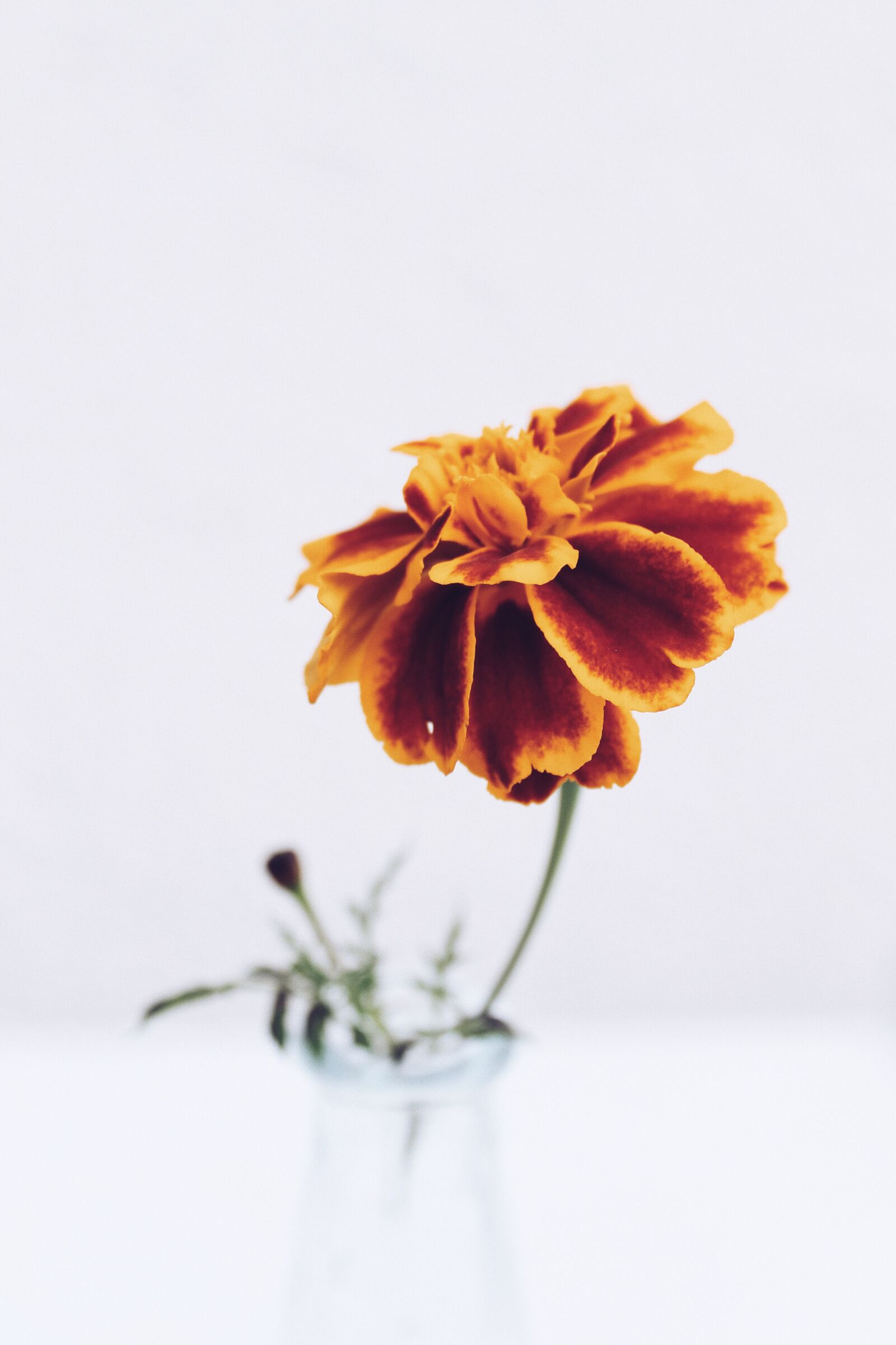 Canon EOS 1100D (EOS Rebel T3 / EOS Kiss X50) sample photo. Autumn, marigold, orange photography