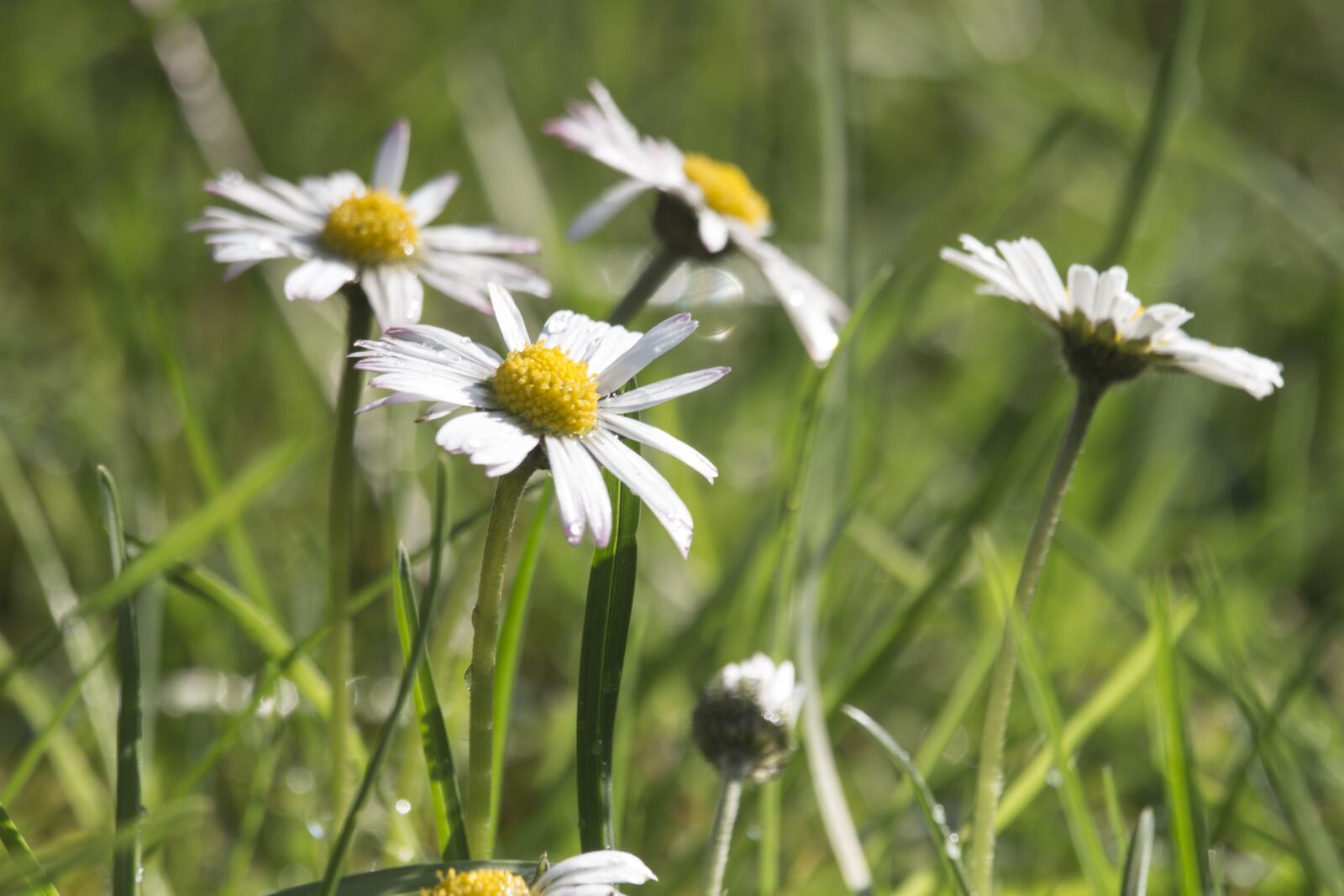 Canon EOS 700D (EOS Rebel T5i / EOS Kiss X7i) sample photo. Daisies, grass, green photography
