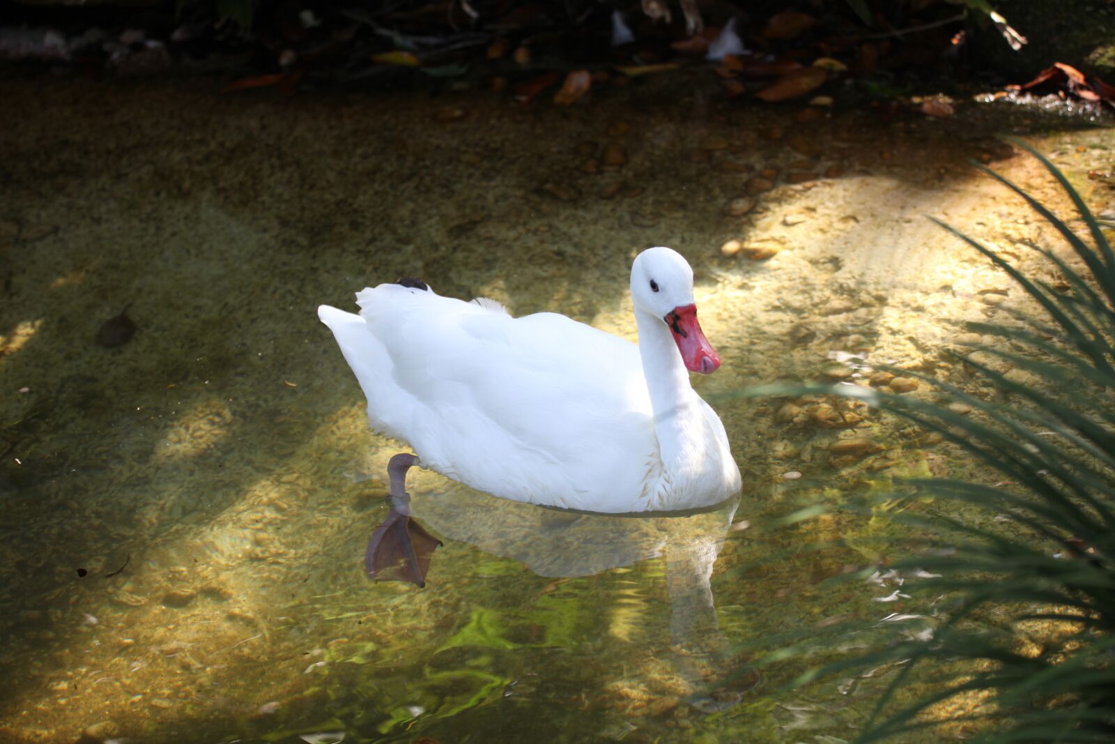 Canon EOS 5D Mark II sample photo. Swan, nature, animal photography