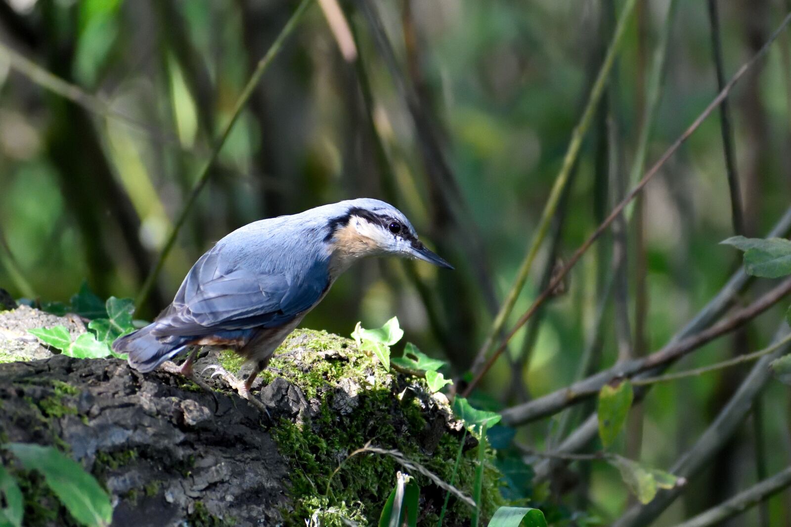Nikon D5500 sample photo. Nuthatch, garden bird, bird photography