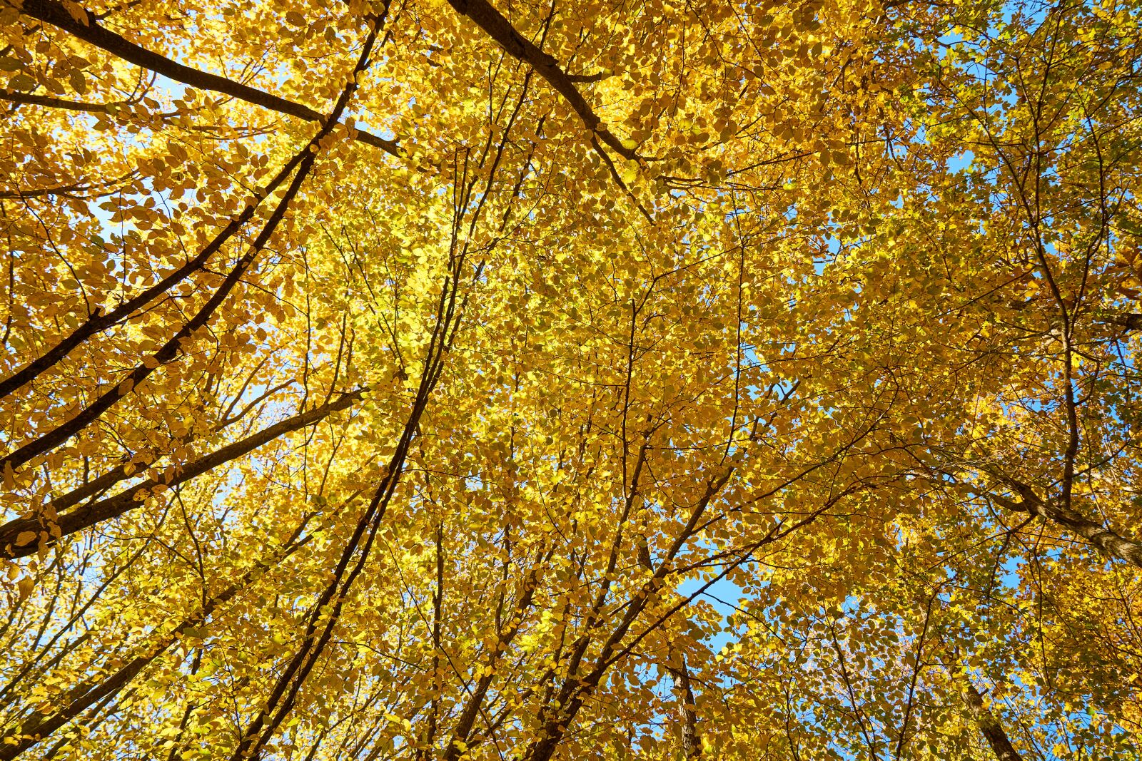 Sony a7R II sample photo. Autumn, season, landscape photography