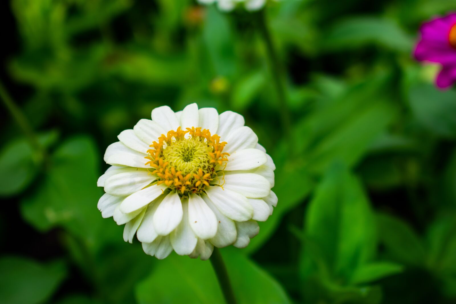 Nikon D3400 sample photo. Flowers, nature, green photography