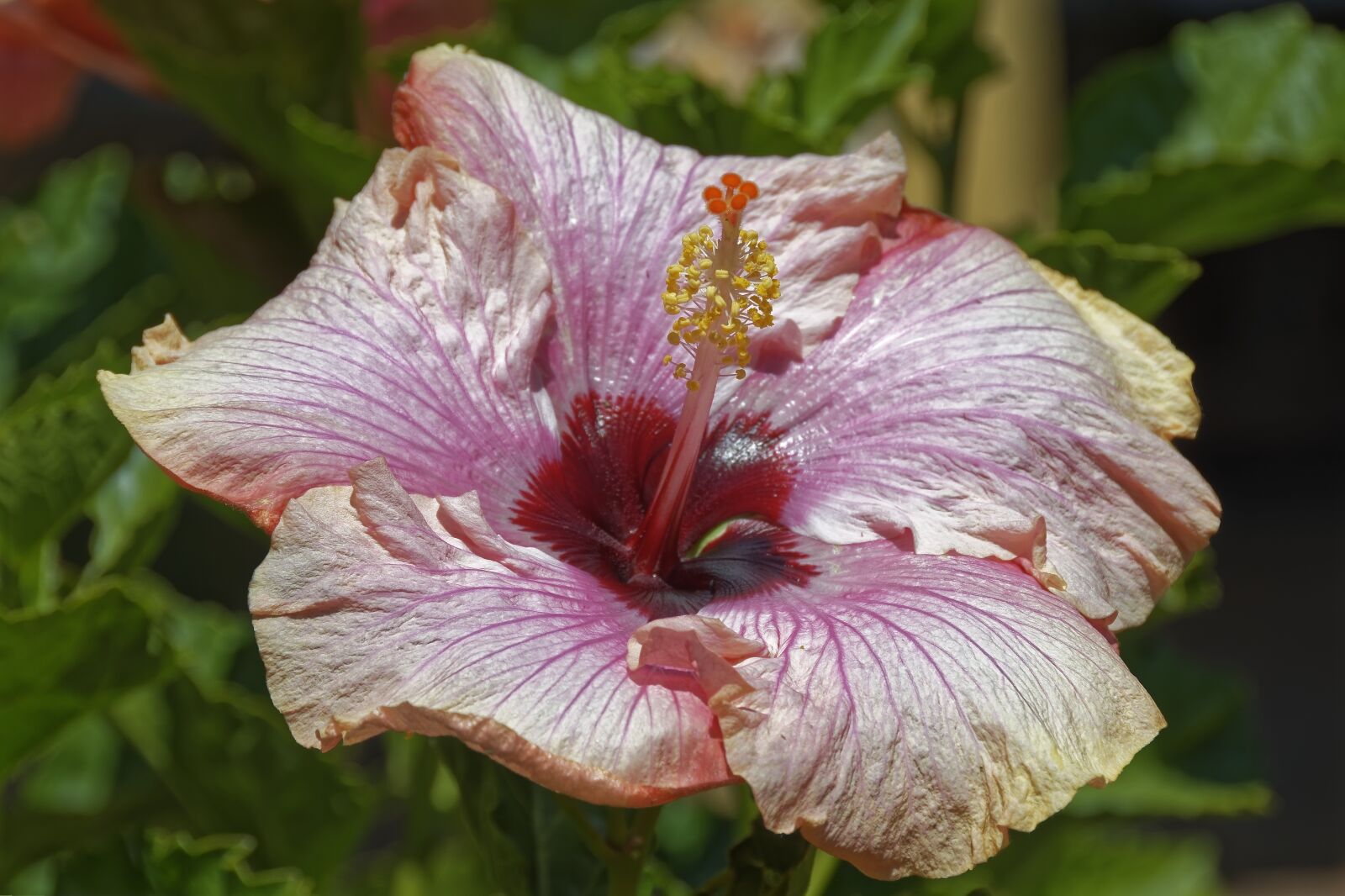 Nikon D500 sample photo. Colombia, tropics, plant photography