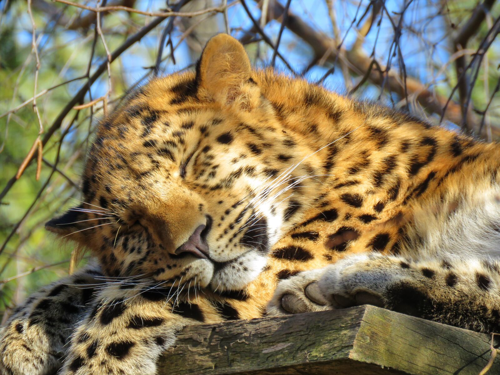 Canon PowerShot SX60 HS sample photo. Amur, leopard, asian leopard photography