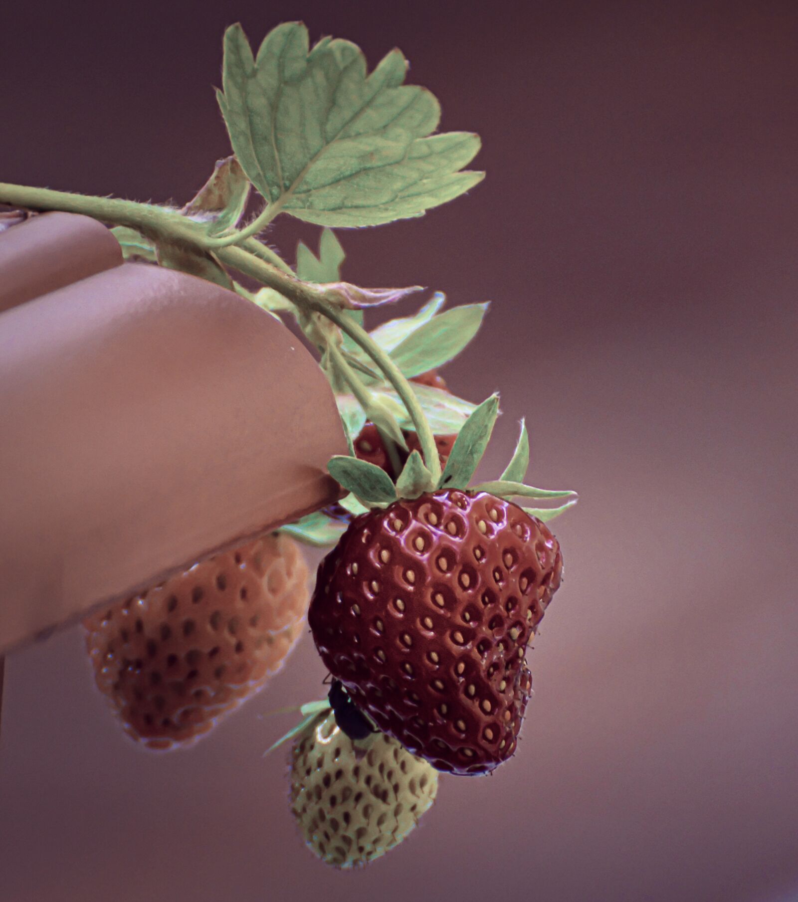 Nikon D3200 sample photo. Strawberries, fruit, close up photography