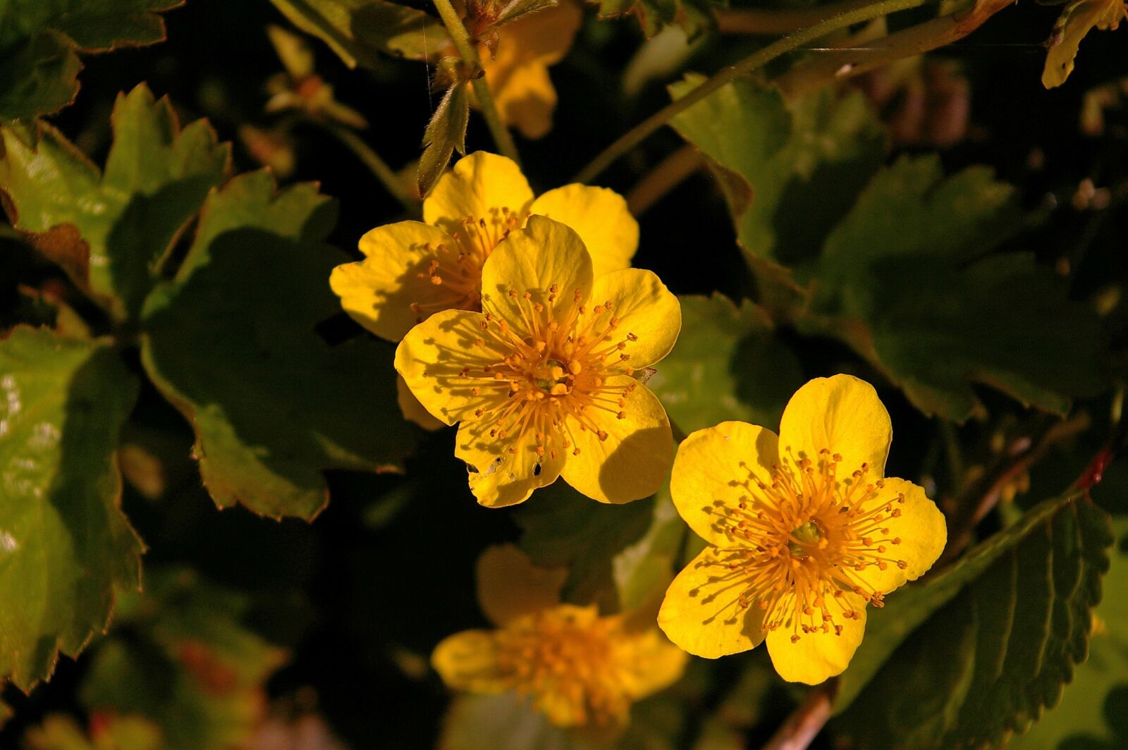 Pentax *ist DL2 sample photo. Gold strawberry, spring, plant photography