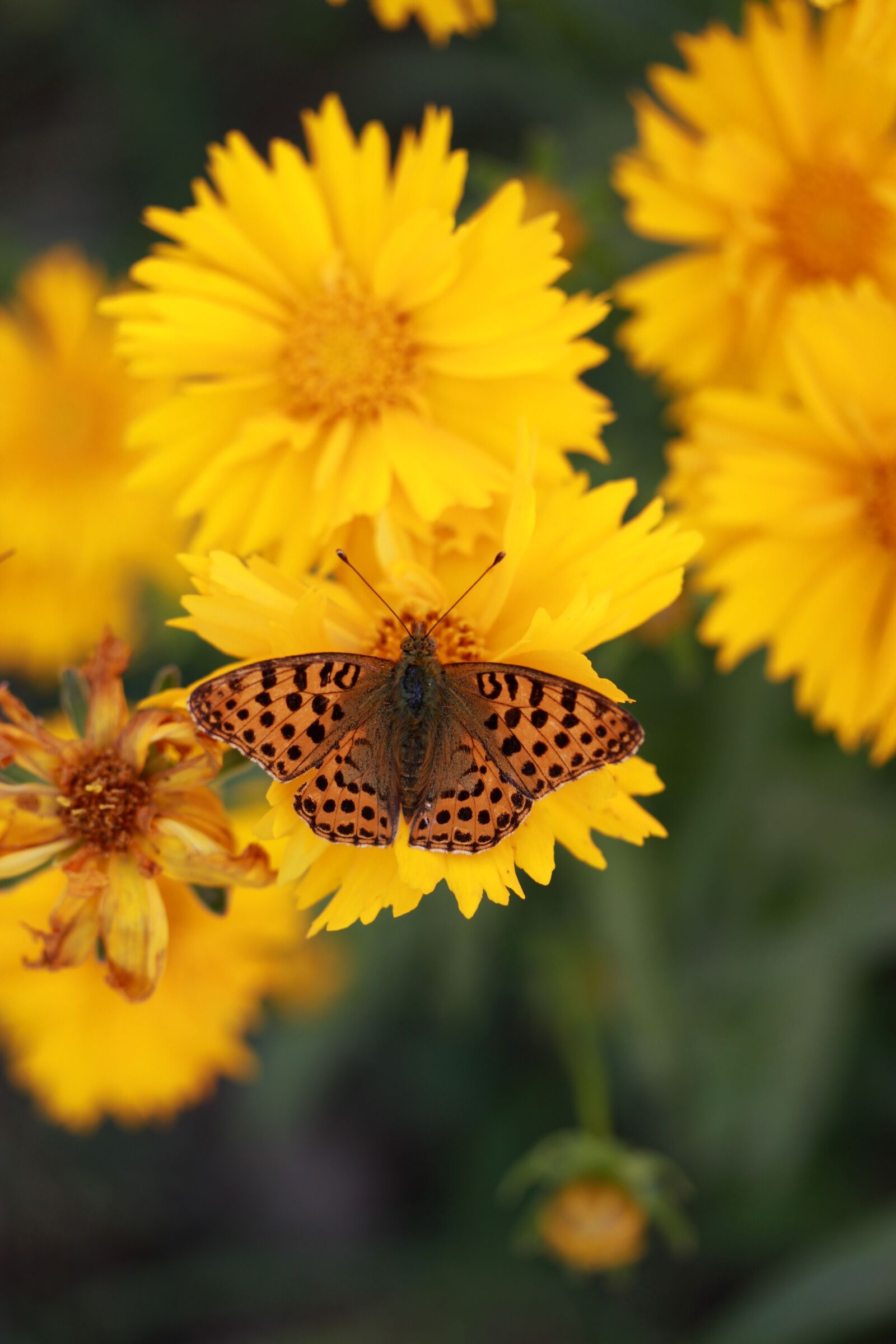Canon EF-S 60mm F2.8 Macro USM sample photo. Butterfly, flower, yellow photography