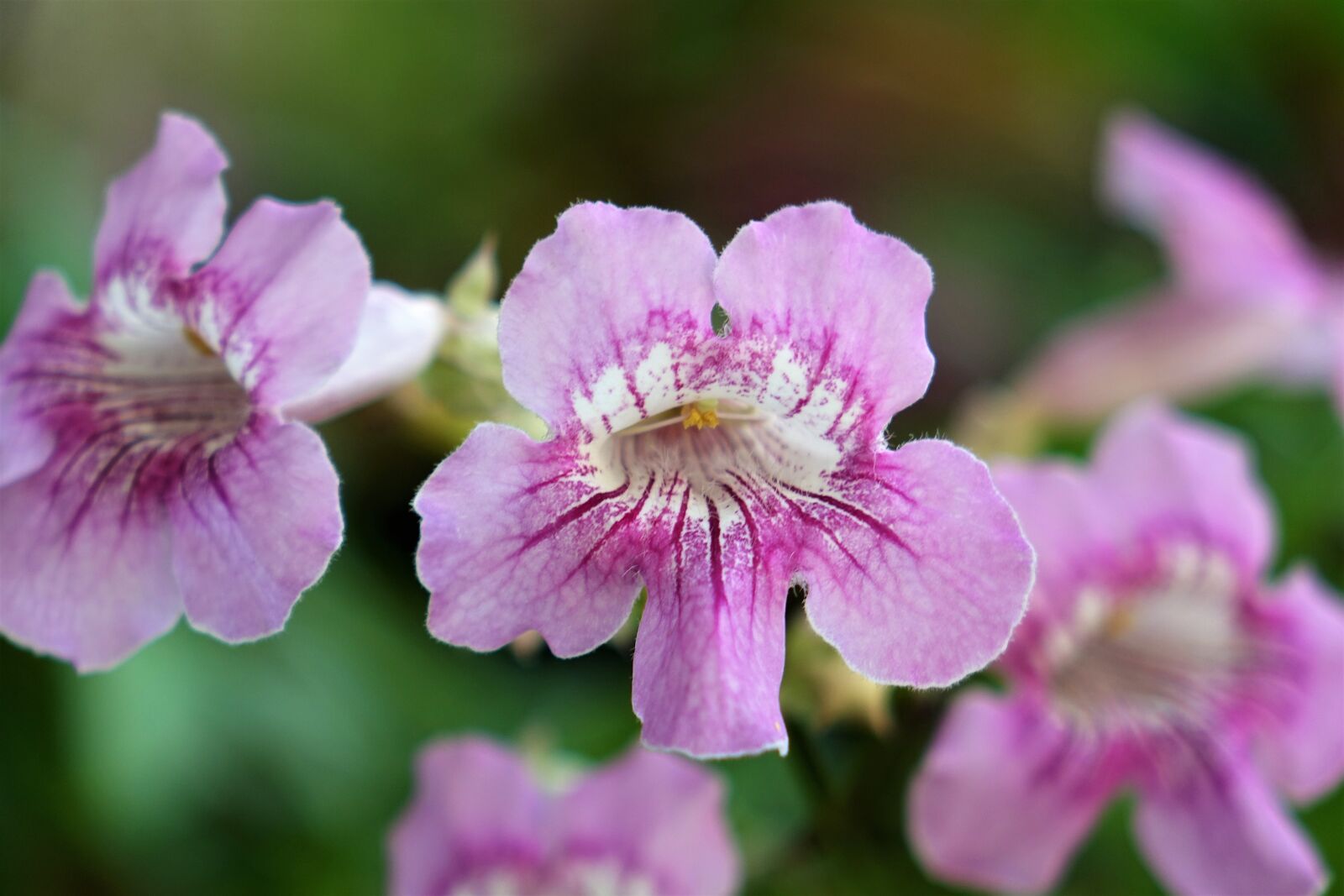 Sony Cyber-shot DSC-RX10 sample photo. Flower, ziyun flowers, purple photography