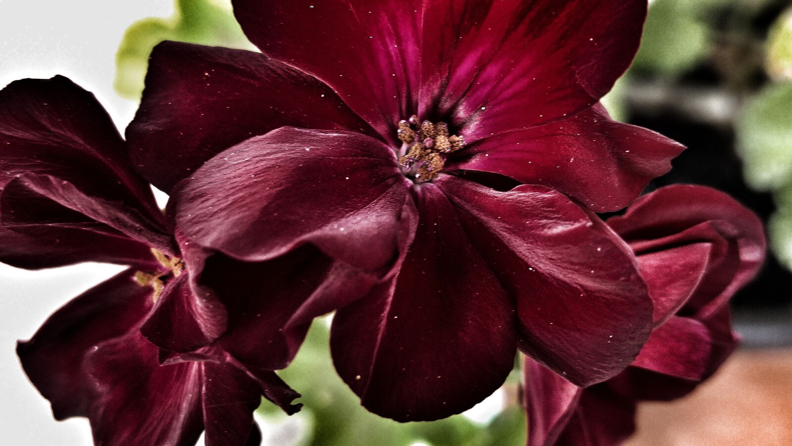 LG G4 sample photo. Flower, red, petals photography
