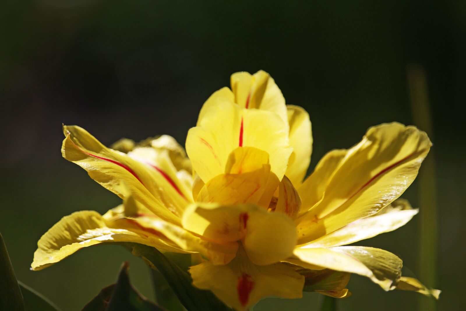 Canon EOS 700D (EOS Rebel T5i / EOS Kiss X7i) sample photo. Yellow tumor, tulip, yellow photography