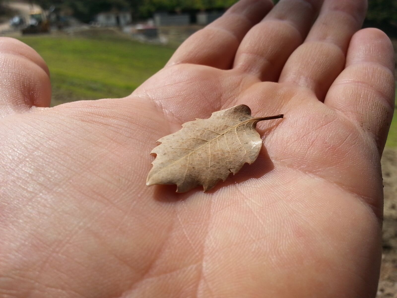Samsung Galaxy Note2 sample photo. El, handful, leaves photography