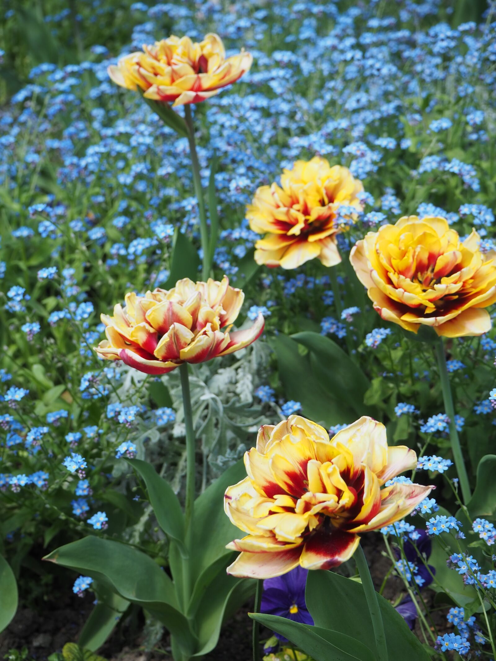 Olympus OM-D E-M10 III sample photo. Flowers, yellow, paris photography