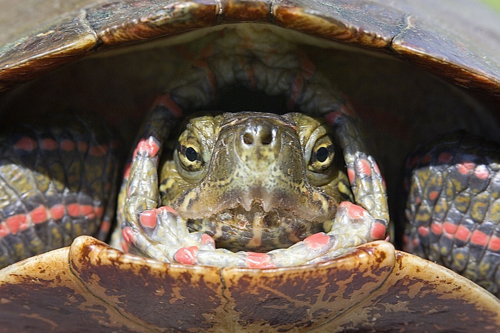 Canon EOS-1D Mark II sample photo. Painted turtle, portrait, reptile photography