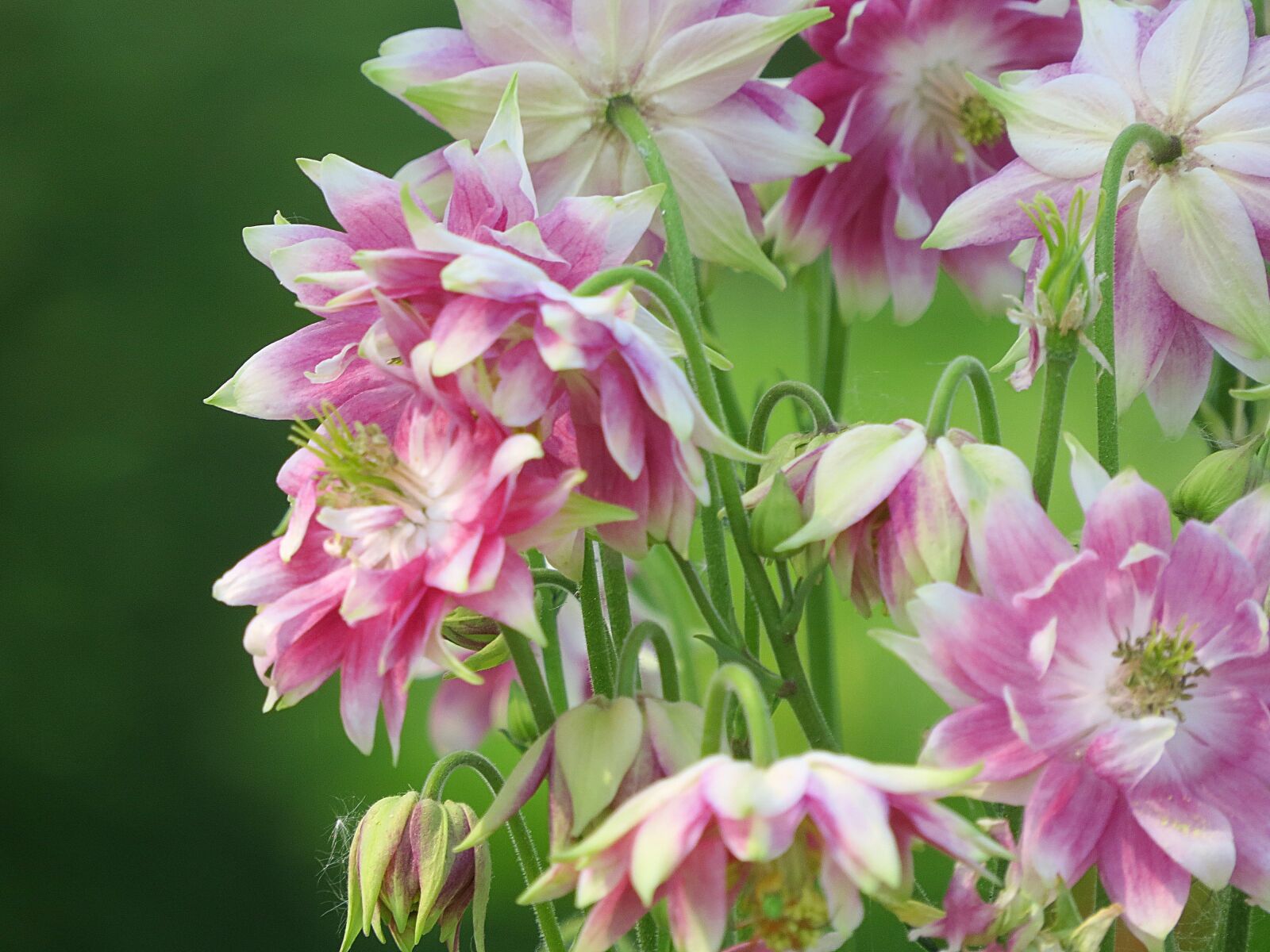 Canon PowerShot SX50 HS sample photo. Flowers, garden, columbine photography