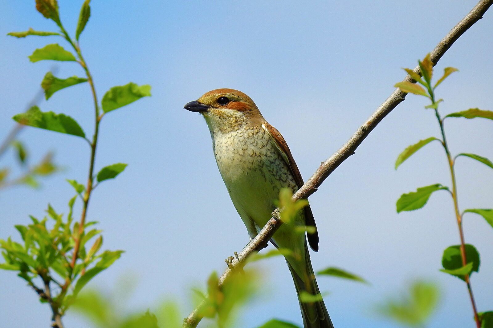Nikon Coolpix P900 sample photo. Bird, beauty of nature photography