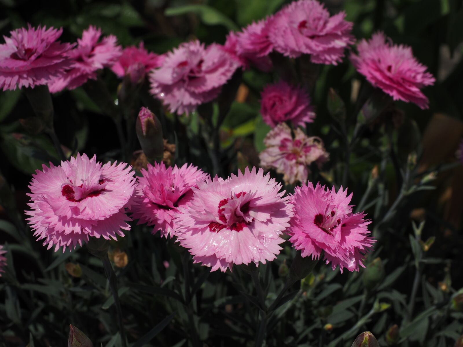 Olympus OM-D E-M1 + Olympus M.Zuiko Digital ED 12-40mm F2.8 Pro sample photo. Cloves, pentecostal-carnation, pinnate photography