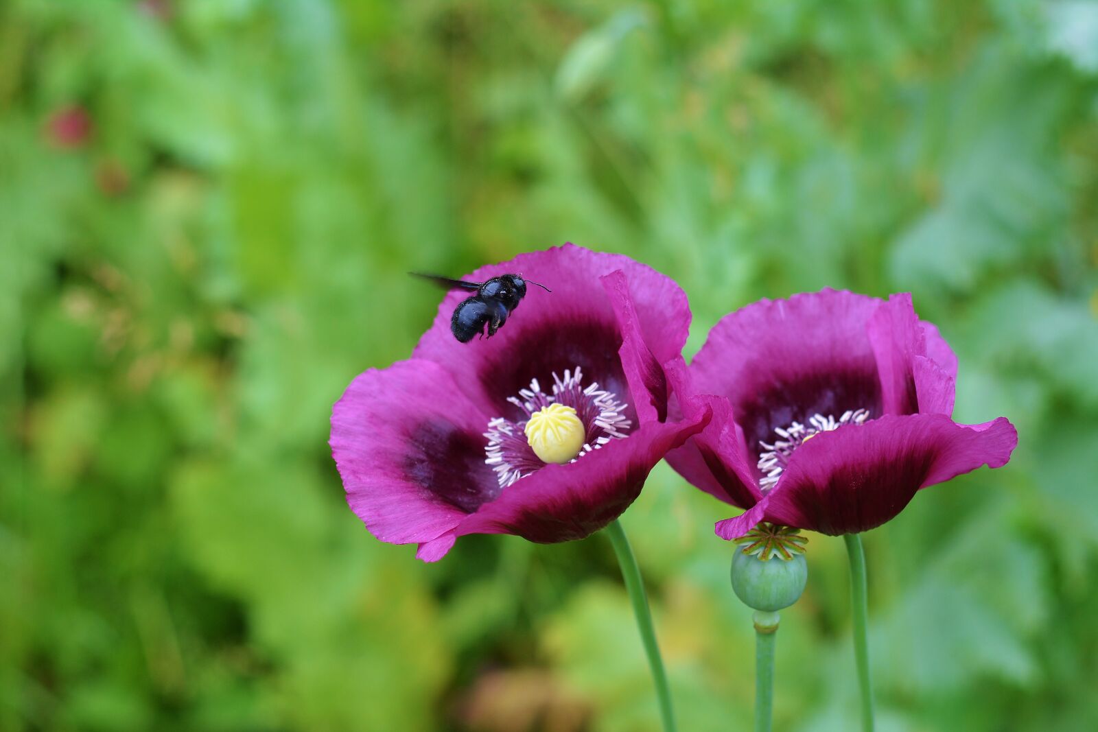 Nikon D5200 sample photo. Poppy, insect, meadow photography