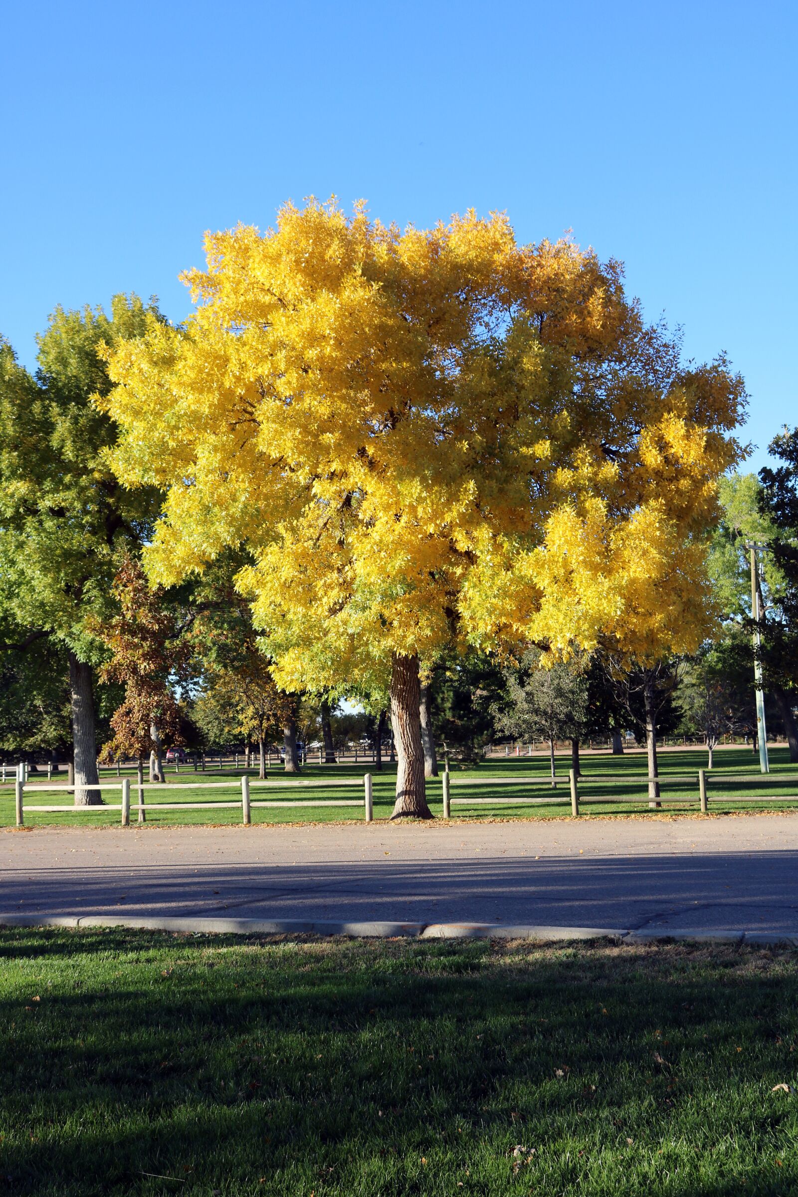 Canon EOS 750D (EOS Rebel T6i / EOS Kiss X8i) sample photo. Yellow leaves, yellow leaf photography