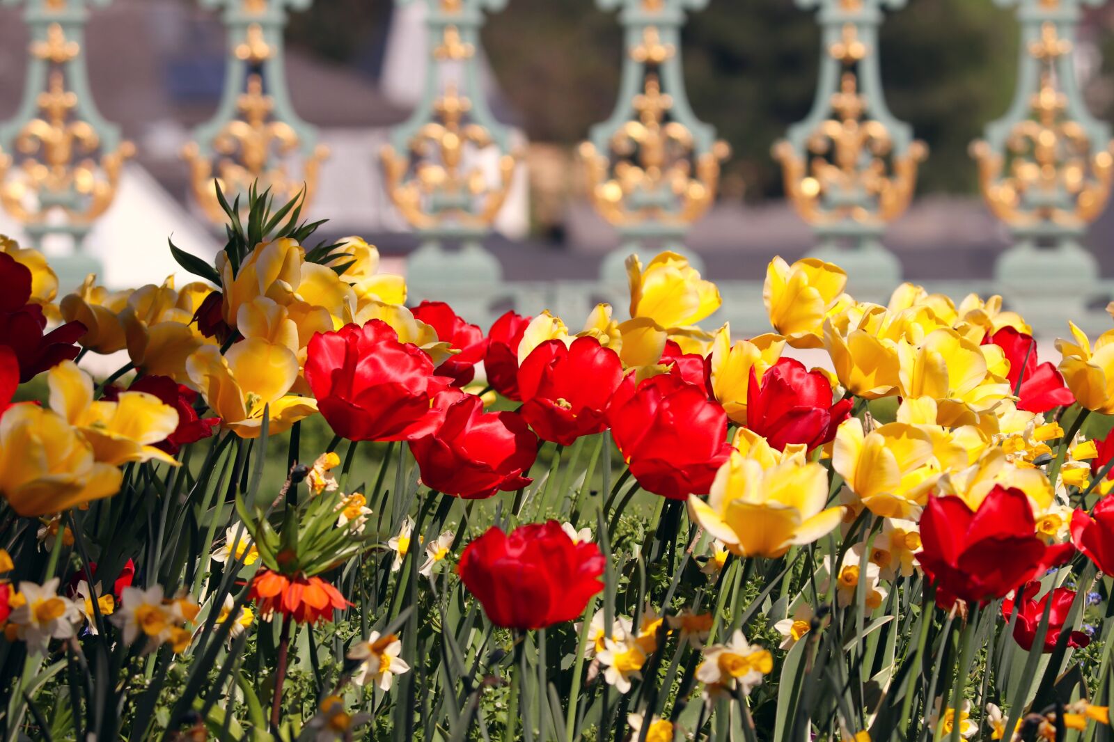 Canon EOS 200D (EOS Rebel SL2 / EOS Kiss X9) sample photo. Tulips, orange, yellow photography