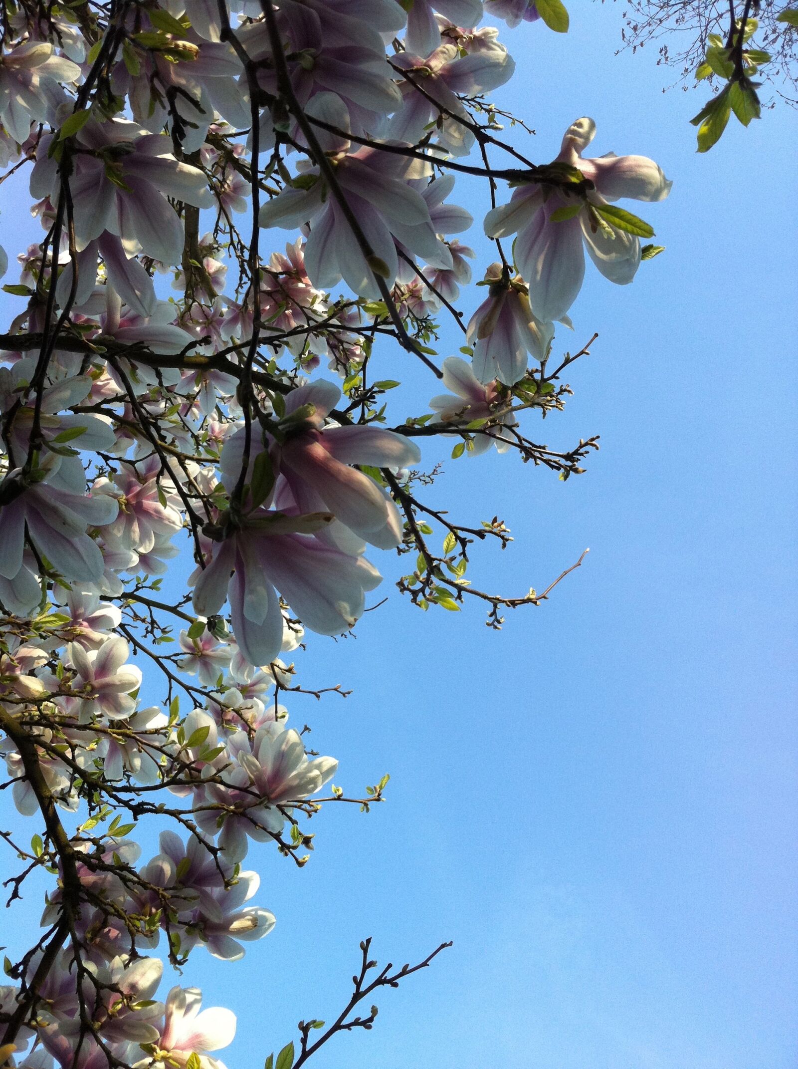 Apple iPhone 4 sample photo. Magnolia, blue sky, bloom photography