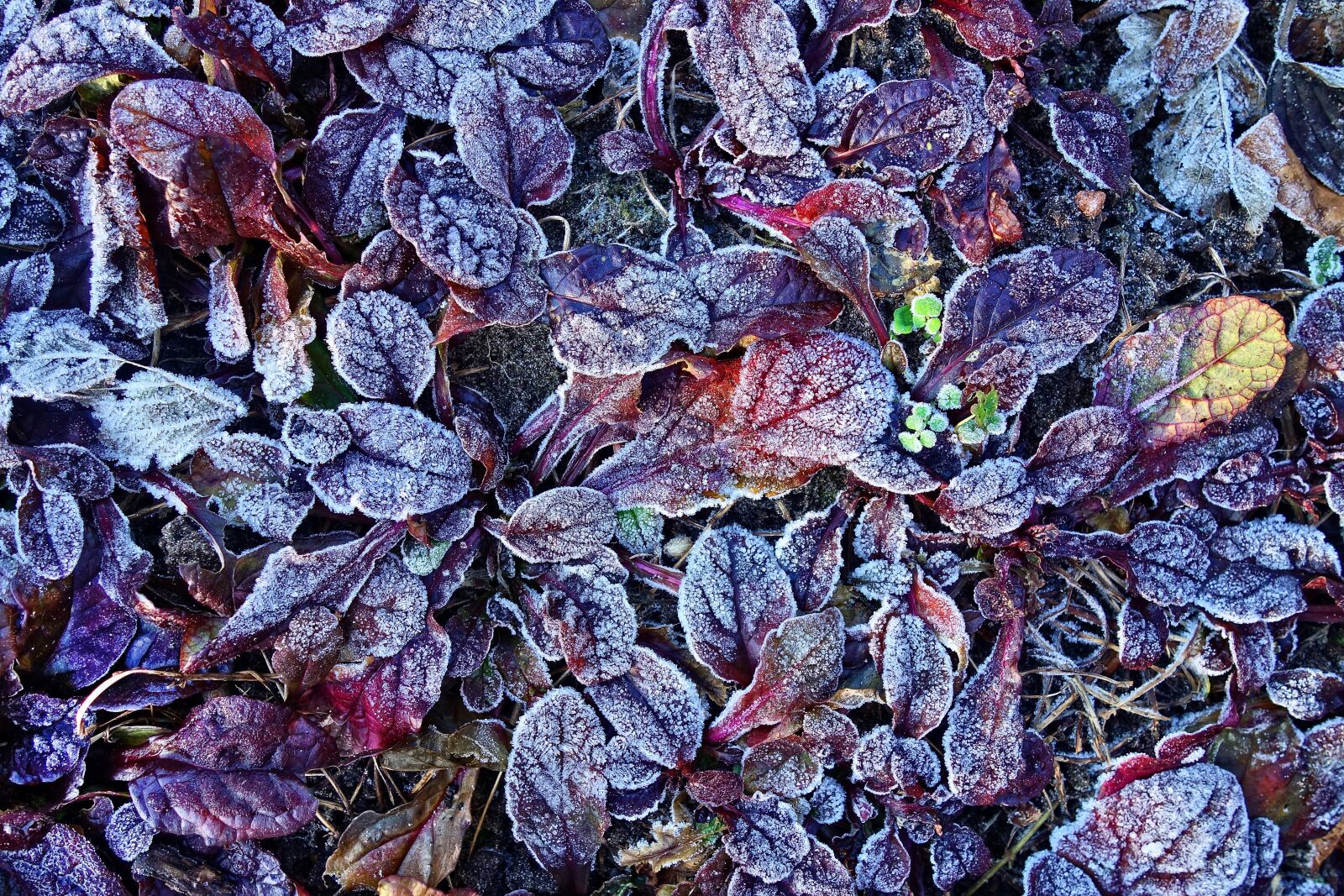 Sony Cyber-shot DSC-RX100 sample photo. Leaf, plant, hoar photography