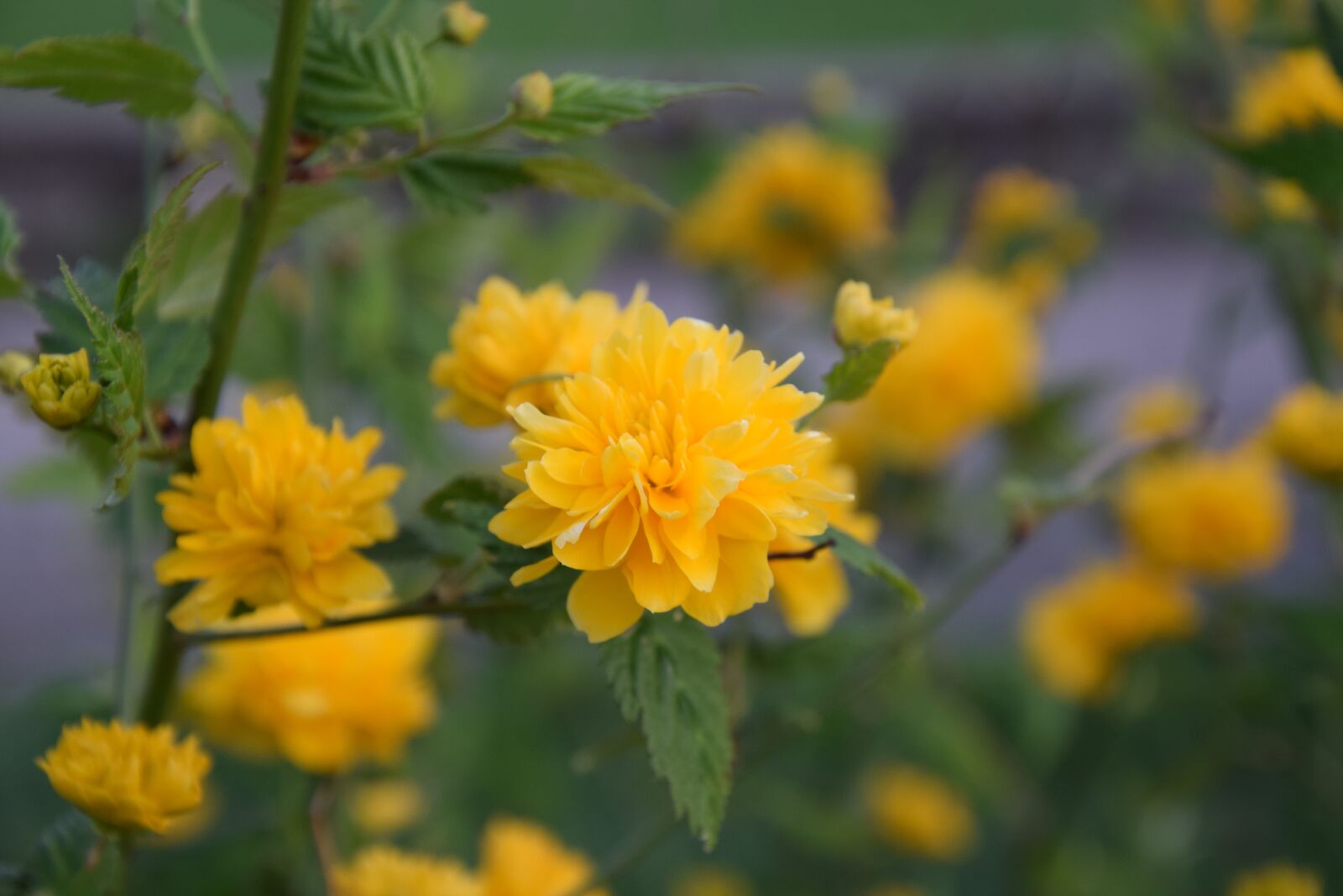 Nikon D5300 sample photo. Flower, plant, nature photography