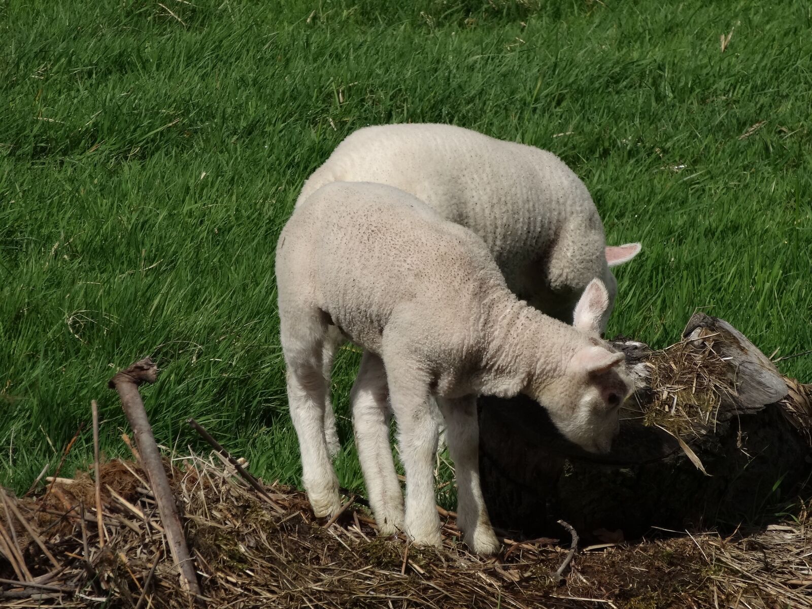 Sony Cyber-shot DSC-HX20V sample photo. Sheep, lamb, meadow photography
