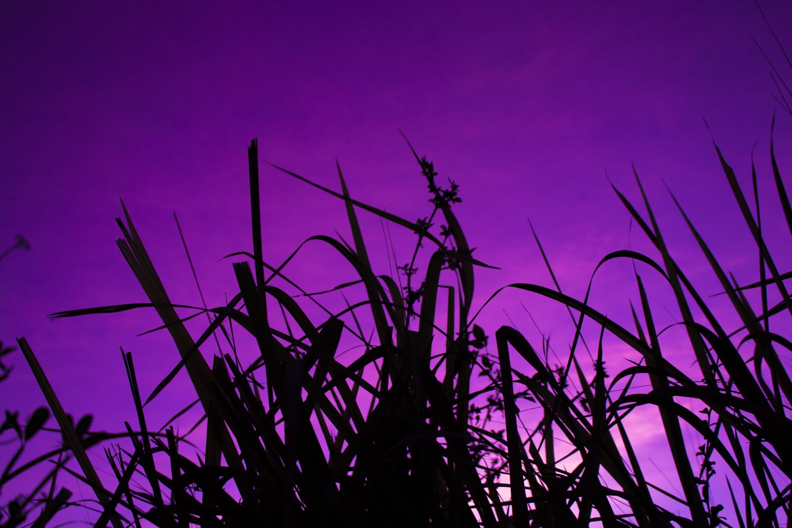 Canon EOS 77D (EOS 9000D / EOS 770D) sample photo. Evening, sunset, color photography