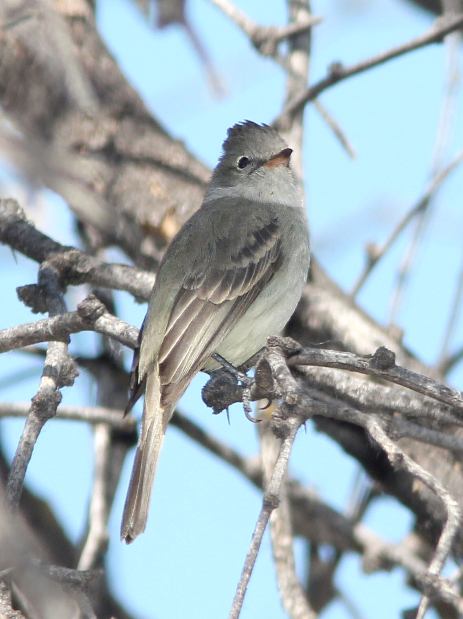 Canon EF 300mm F4L IS USM sample photo