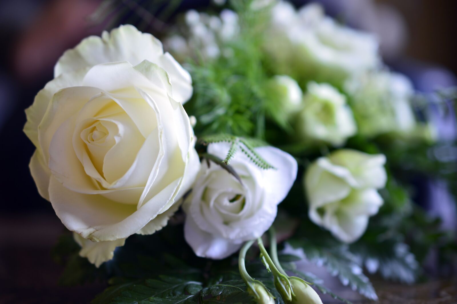 Nikon D3200 sample photo. Roses, flowers, rose bloom photography