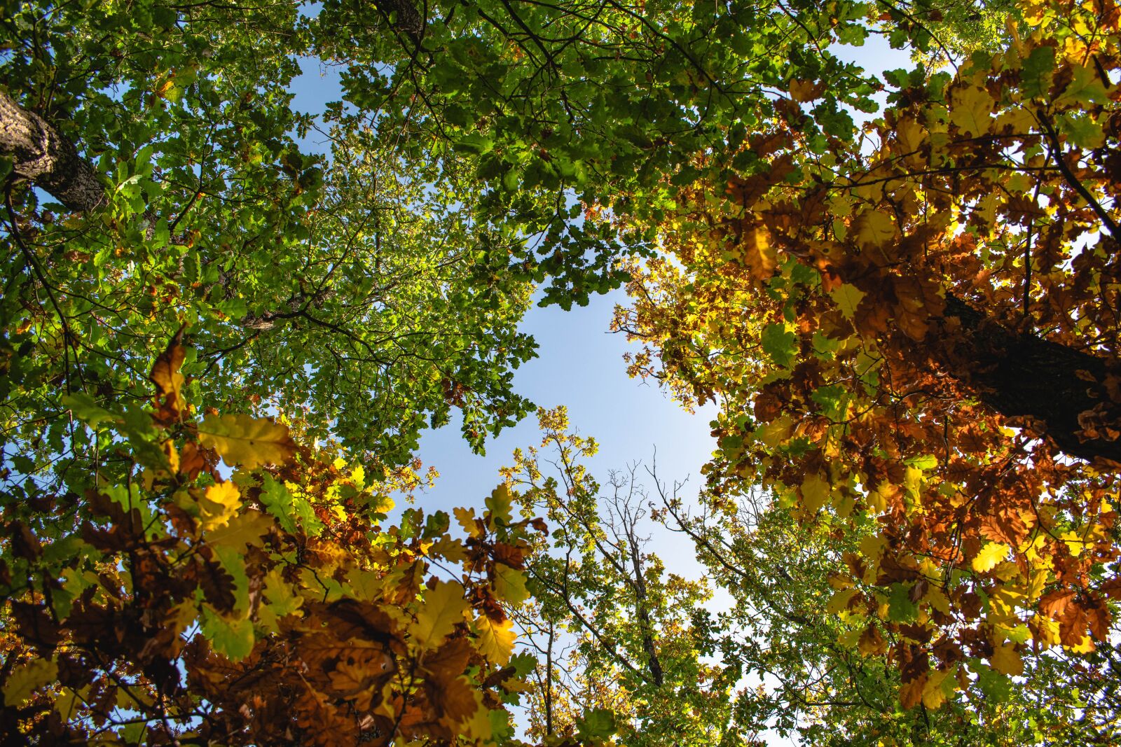 Nikon D5600 sample photo. Autumn, forest, trees photography