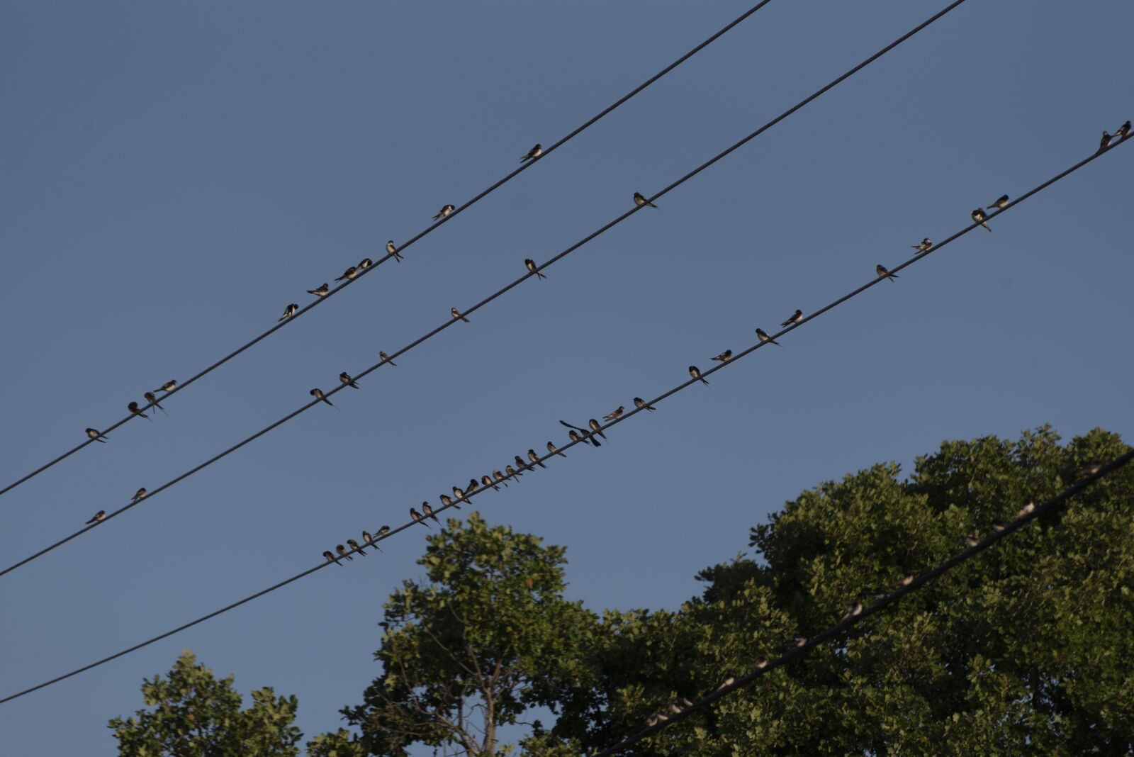 Nikon D750 sample photo. Swallows, birds, swallow photography