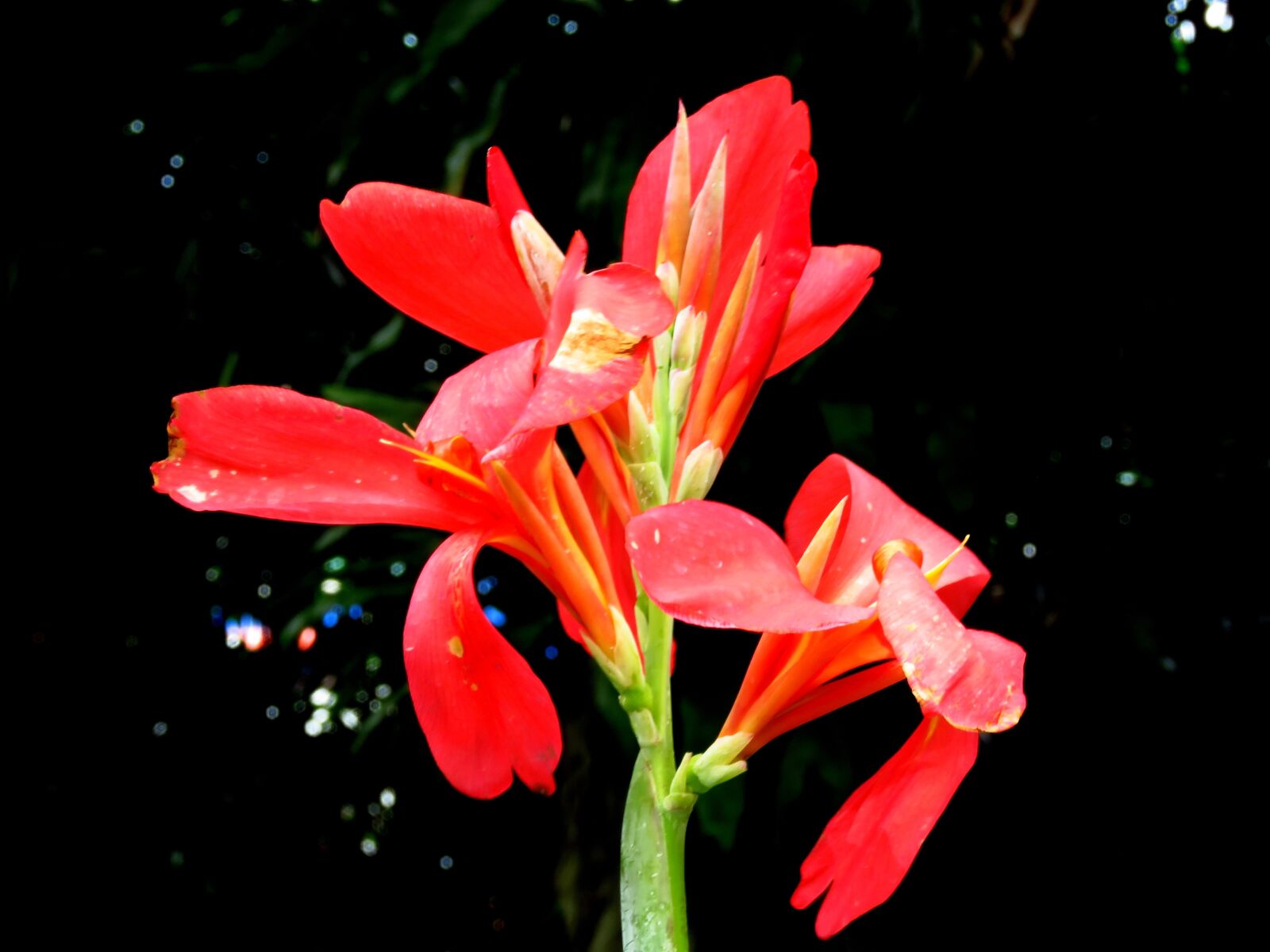 Canon PowerShot SX60 HS sample photo. Red flower, flower, close photography
