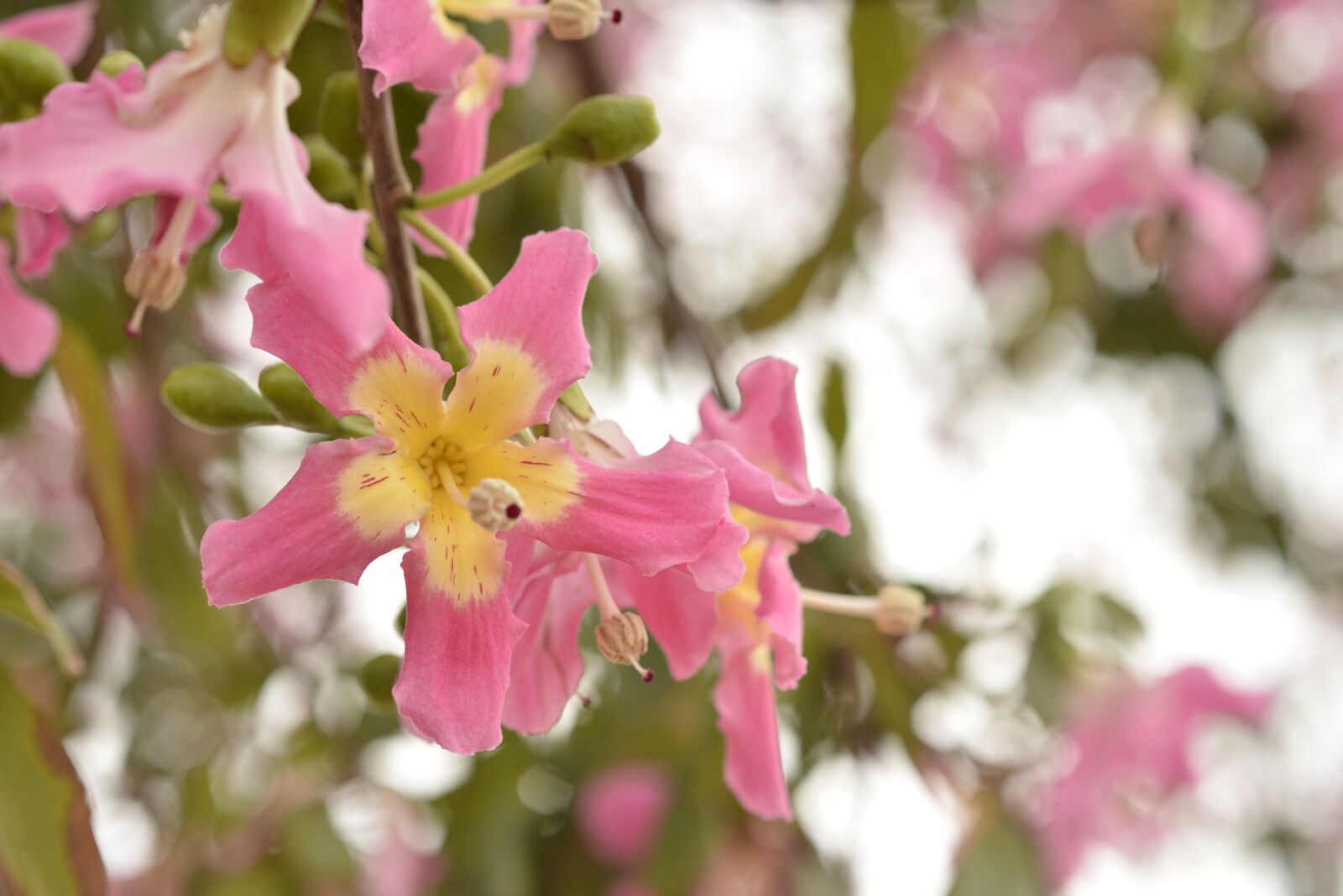 Nikon D800 sample photo. Flor, arvore, paineira photography