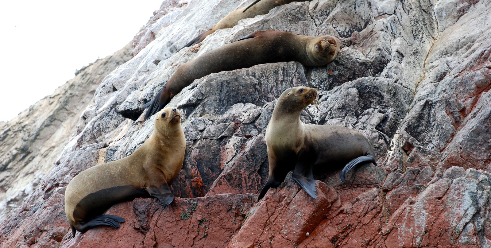 Nikon D80 sample photo. Ballestas islands, paracas, national photography
