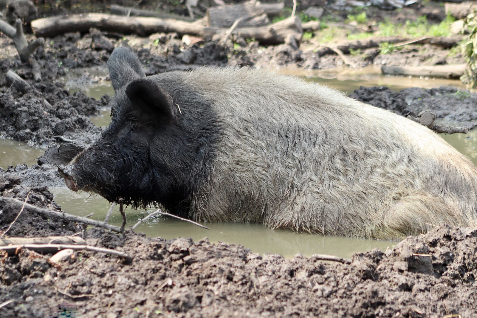 Canon EOS 800D (EOS Rebel T7i / EOS Kiss X9i) sample photo. Pig, sow, mud photography