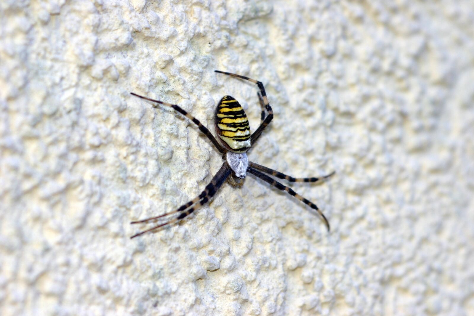 Canon EOS 300D (EOS Digital Rebel / EOS Kiss Digital) sample photo. Wasp spider, spider, toxic photography
