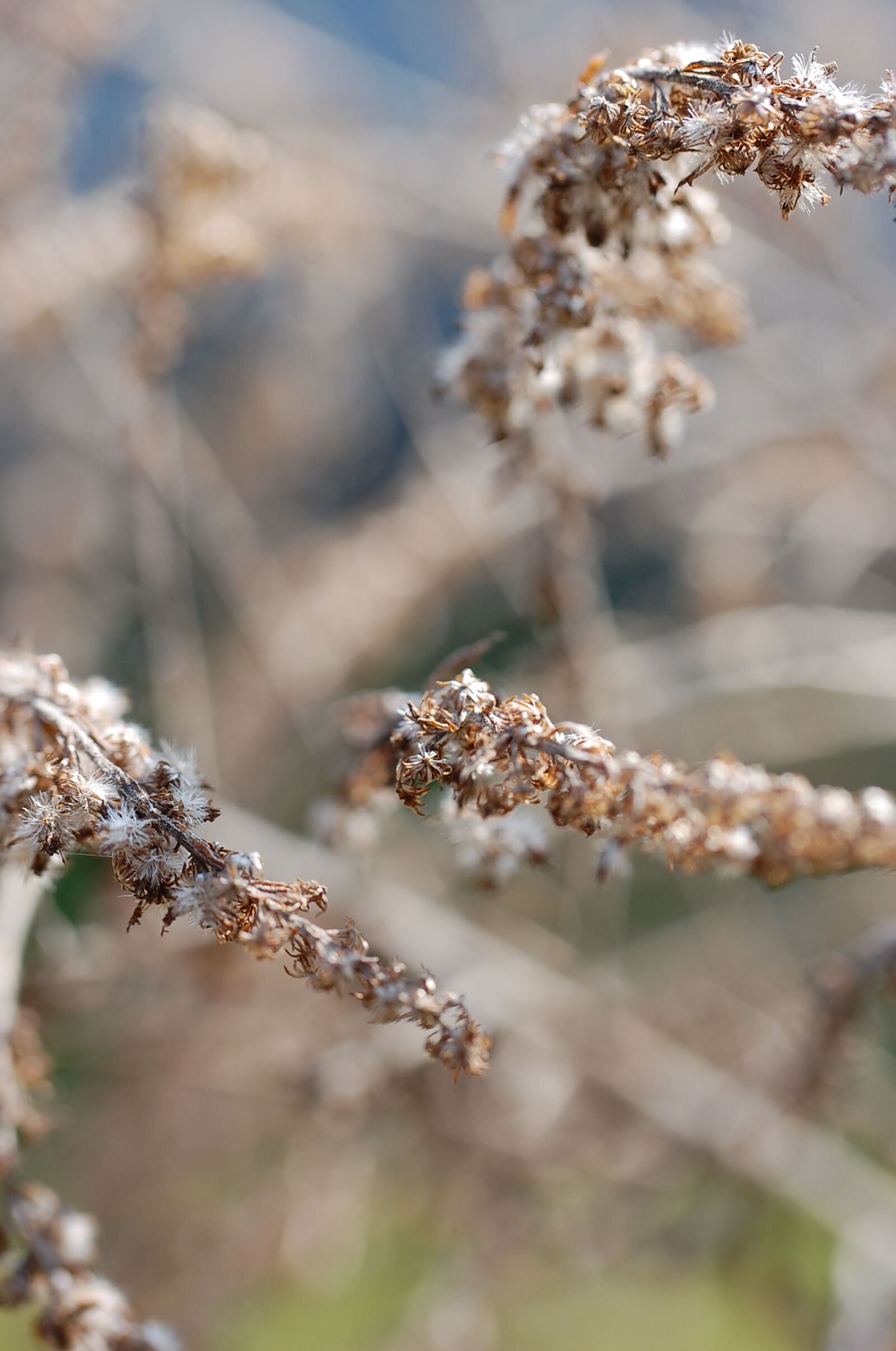 Nikon D40 sample photo. Blur, brown, close, up photography