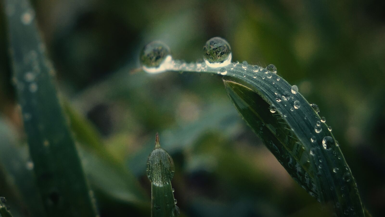 Sony Cyber-shot DSC-RX100 II sample photo. Monsoon, water drop, leaf photography