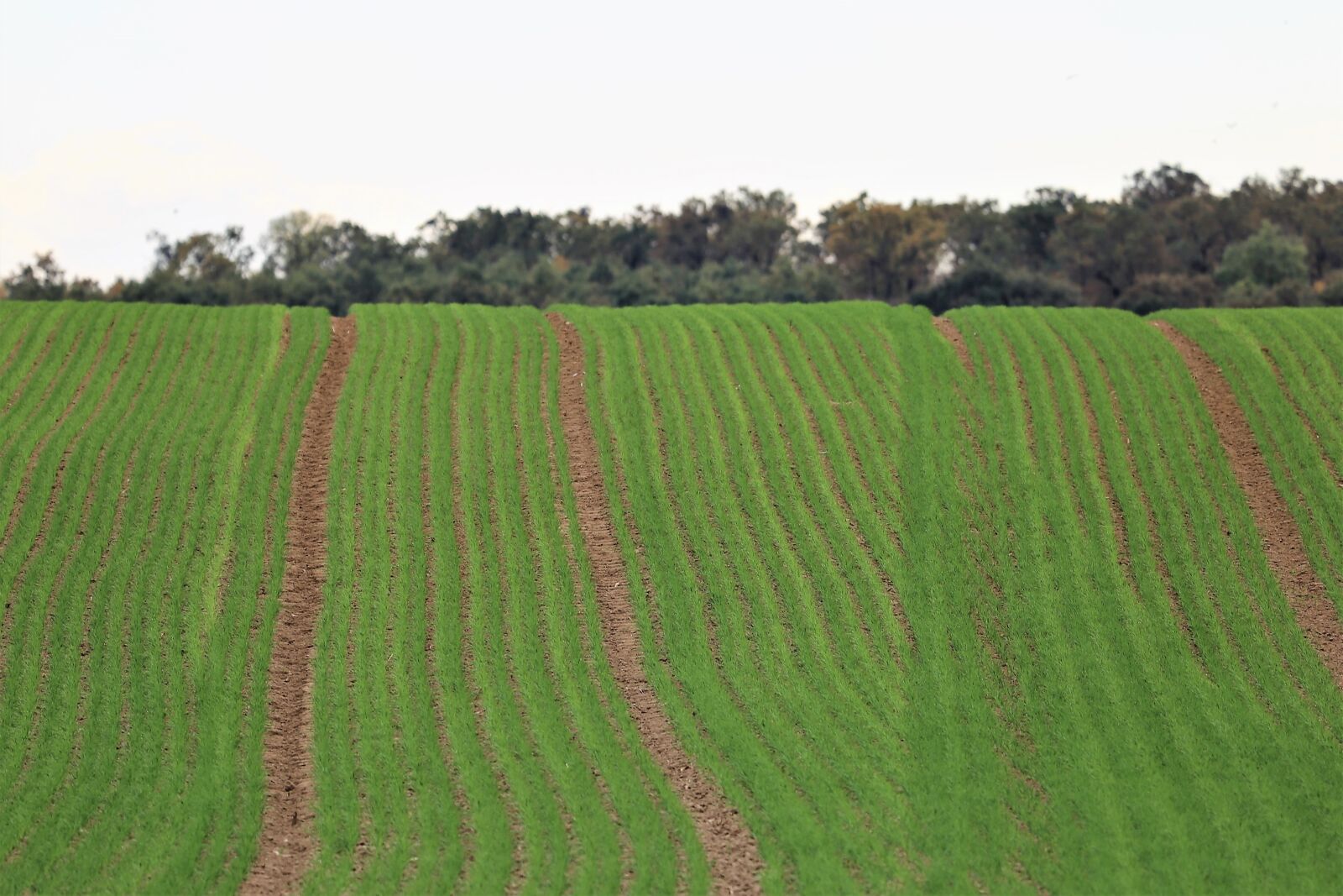 Canon EF 70-300 F4-5.6 IS II USM sample photo. Young wheat in october photography