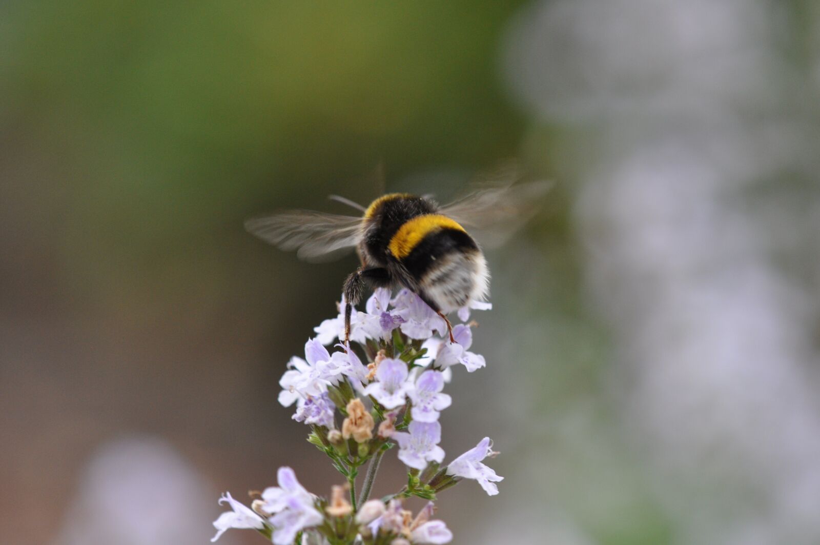 Nikon D5000 sample photo. Bumblebee, garden, flowers photography