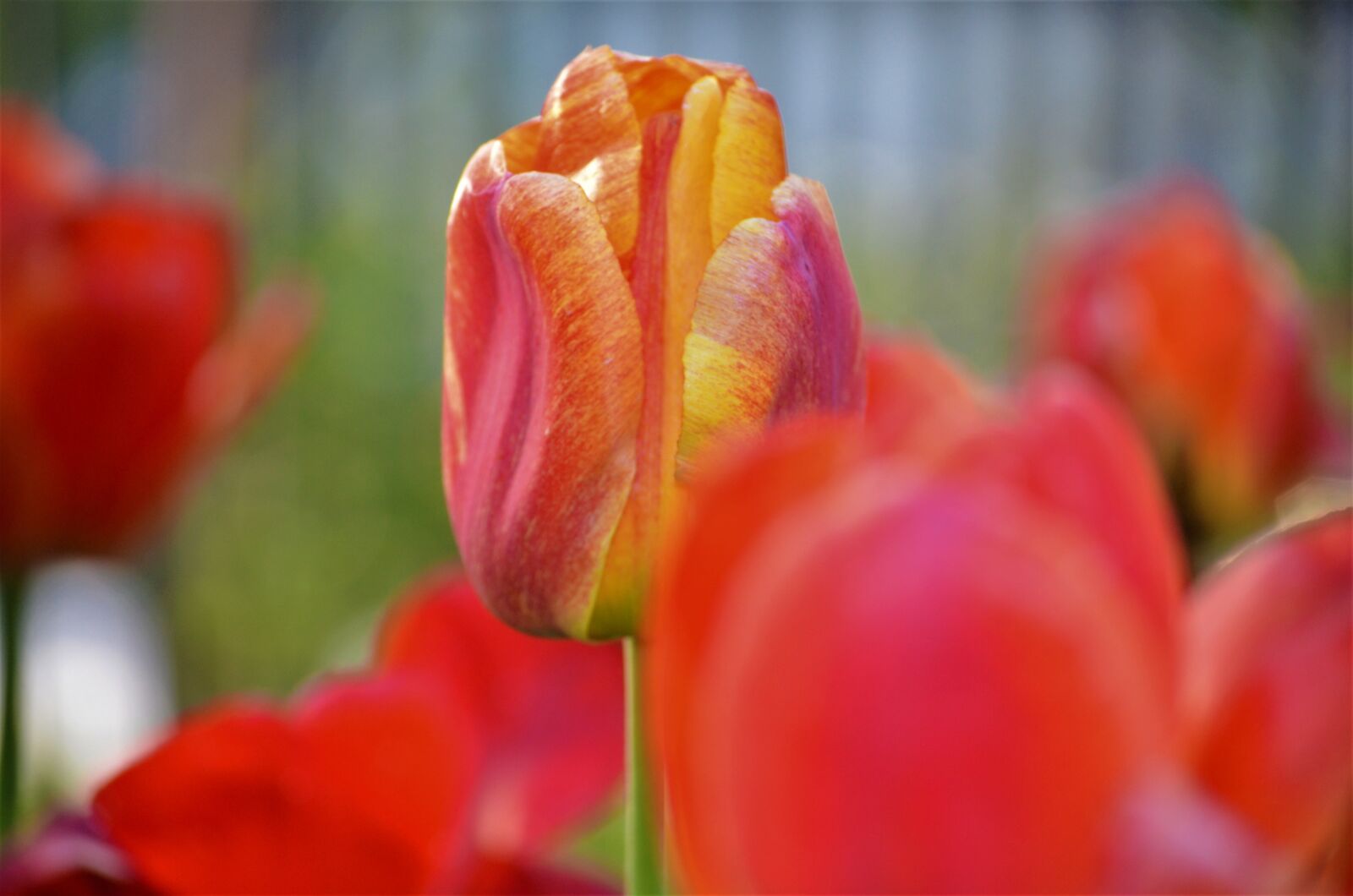 Nikon D5100 sample photo. Tulpen, blume, tulpe photography