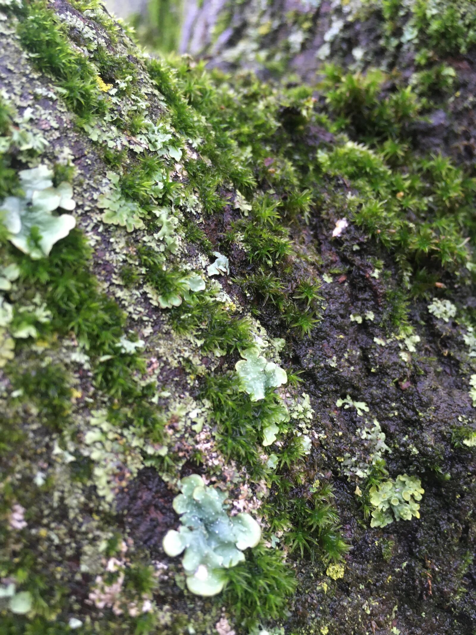 iPhone SE back camera 4.15mm f/2.2 sample photo. Foam, tree, green photography