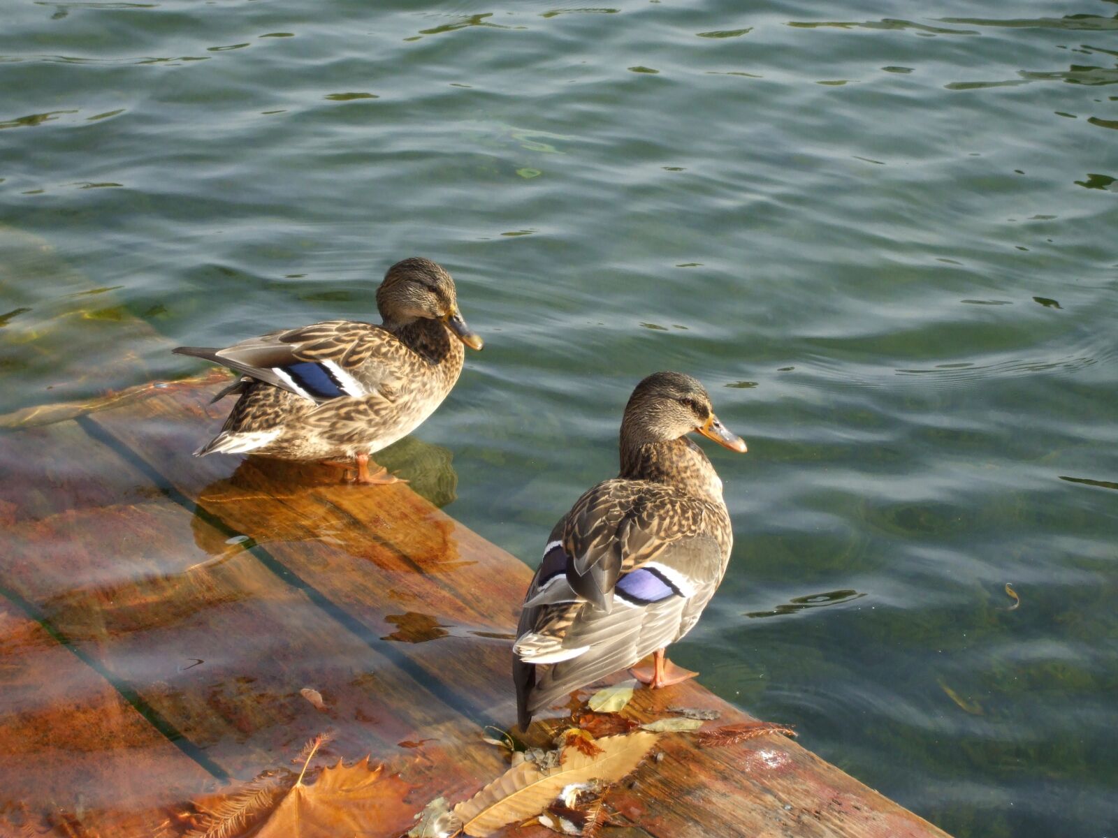 Fujifilm FinePix A800 sample photo. Ducks, birds, animals photography